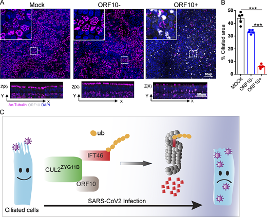 Spike-lentivirus-ORF10 perturbs cilia biogenesis in multiciliated primary human nasal epithelial cells (HNECs). (A) Spike-lentivirus-ORF10 perturbs cilia biogenesis in multiciliated primary human nasal epithelial cells (HNECs). Confocal imaging of mock, Spike-lentivirus, and Spike-lentivirus-ORF10 infected epithelium for 2 dpi (days post infection). (B) Quantification ratio of ciliated area in A (n = 5 independent experiments). Data are presented as the mean ± SEM. *** indicates P < 0.001. Statistical analysis was performed with two-tailed unpaired Student’s t test. (C) The model of the effect of SARS-CoV-2 infection on the ciliated cell. Source data are available for this figure: SourceData F9. Refer to the image caption for details.