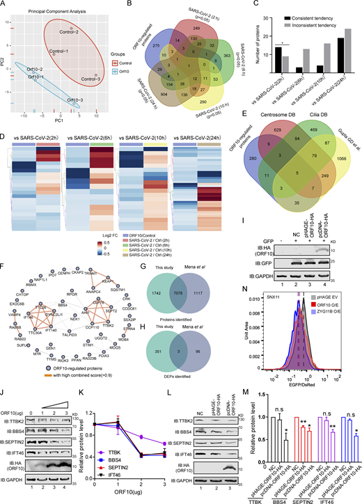 Overlap of different expression proteins (DEPs) in ORF10 expressed and SARS-CoV-2 infected cells. (A) Principal component analysis (PCA) of proteome of control and ORF10 expression group. (B) Overlap between the DEPs in ORF10 expressed cells and previously identified SARS-CoV-2 infected proteome (Bojkova et al., 2020). (C) Number of proteins in both DEPs of ORF10 expressed cells and SARS-CoV-2 infected proteome. (D) A heatmap of downregulated proteins in ORF10 expressed cells and previously reported SARS-CoV-2 infected cells (Bojkova et al., 2020). (E) Overlap between the DEPs in ORF10 expressed cells and a published cilia-related proteome (Alves-Cruzeiro et al., 2014; Gupta et al., 2015; van Dam et al., 2013). (F) The network of protein–protein interactions between ORF10-regulated cilium proteins according to the String database (Szklarczyk et al., 2017). (G) Overlap between the identified protein in this study and Mena et al. (2021) study. (H) Overlap between the DEPs in this study and Mena et al. (2021) study. (I) Immunoblotting analysis of the expression of pcDNA-ORF10-HA and pHAGE-ORF10-HA plasmids in transfected HEK293T cells within 24 h. (J) The protein level of TTBK2, BBS4, SEPTIN2, and IFT46 was dramatically decreased along with the gradient increased ORF10 expression. Immunoblotting analysis of TTBK2, BBS4, SEPTIN2, IFT46, and ORF10 levels in ORF10-expressing and empty vector (NC) control HEK293T cells. GAPDH served as a loading control. (K) Odyssey-based quantification of protein levels in J (n = 3 independent experiments). Data are presented as the mean ± SEM. Statistical analysis was performed with two-tailed unpaired Student’s t test. (L) Cells transfected with pcDNA-ORF10-HA display reduced level of multiple cilium-related proteins. Immunoblotting analysis of TTBK2, BBS4, SEPTIN2, IFT46, and ORF10 levels in ORF10-expressing and empty vector (NC) control HEK293T cells. GAPDH served as a loading control. (M) Odyssey-based quantification of protein levels in L (n = 3 independent experiments). Data are presented as the mean ± SEM. * indicates P < 0.05, ** indicates P < 0.01. Statistical analysis was performed with two-tailed unpaired Student’s t test. (N) Stability analysis of the SNX11 degron-fused EGFP with exogenous expression of ORF10 and ZYG11B proteins. overexpression of ZYG11B substantially reduced the EGFP/DsRed ratio by accelerated degradation of the SNX11 degron-fused EGFP protein. Source data are available for this figure: SourceData FS2.