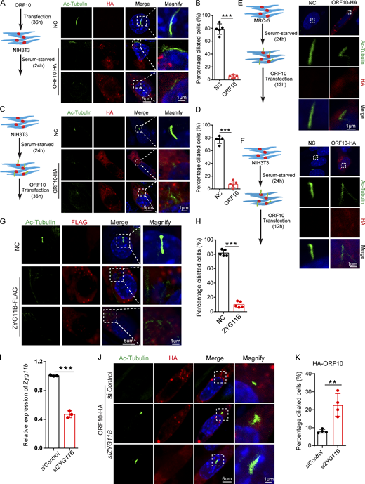 Cilia dysfunction in ORF10 expressing cells is related to ZYG11B. (A) ORF10 inhibits cilia biogenesis in mouse NIH3T3 cells. Immunofluorescence analysis for Ac-Tubulin (green) and HA (red) was performed in ORF10-expressing and empty-vector transfected NIH3T3 cells. Nuclei were stained with DAPI (blue). (B) Quantification ratio of ciliated cells in ORF10-expressing and empty-vector transfected cells (A) (n = 5 independent experiments). Data are presented as the mean ± SEM. *** indicates P < 0.001. Statistical analysis was performed with two-tailed unpaired Student’s t test. (C) ORF10 perturbs cilia maintenance in mouse NIH3T3 cells. Immunofluorescence analysis for Ac-Tubulin (green) and HA (red) was performed in ORF10-expressing and empty-vector transfected NIH3T3 ciliated cells. Nuclei were stained with DAPI (blue). (D) Quantification of the ratio of ciliated cells in ORF10-expressing and empty-vector transfected cells (C; n = 5 independent experiments). Data are presented as the mean ± SEM. *** indicates P < 0.001. Statistical analysis was performed with two-tailed unpaired Student’s t test. (E and F) ORF10 is localized in the cytoplasm of MRC-5 cells (E) and NIH3T3 cells (F). Immunofluorescence analysis for Ac-Tubulin (green) and HA (red) was performed in ORF10-expressing and empty-vector transfected MRC-5 cells or NIH3T3 cells for 12 h. Nuclei were stained with DAPI (blue). (G) ZYG11B overexpression perturbs cilia biogenesis. Immunofluorescence analysis for Ac-Tubulin (green) and FLAG (red) was performed in ZYG11B overexpressing and empty-vector transfected NIH3T3 cells. Nuclei were stained with DAPI (blue). (H) Quantification ratio of ciliated cells in ZYG11B overexpressing and empty-vector transfected cells (G; n = 5 independent experiments). Data are presented as the mean ± SEM. *** indicates P < 0.001. Statistical analysis was performed with two-tailed unpaired Student’s t test. (I) The knockdown efficiency of Zyg11b. Relative mRNA level of Zyg11b in siControl or siZYG11B transfected NIH3T3 cells. Data are presented as the mean ± SEM. *** indicates P < 0.001. Statistical analysis was performed with two-tailed unpaired Student’s t test. (J) Knockdown of Zyg11b partially rescues the ciliogenesis defects in ORF10-expressing cells (siControl or siZYG11B). Nuclei were stained with DAPI (blue). (K) Distribution of ciliated cells among ORF10-expressing cells co-transfected with vectors for expression of siControl or siZYG11B (I; n = 4 independent experiments). Data are presented as the mean ± SEM. ** indicates P < 0.01. Statistical analysis was performed with two-tailed unpaired Student’s t test. Source data are available for this figure: SourceData FS3.