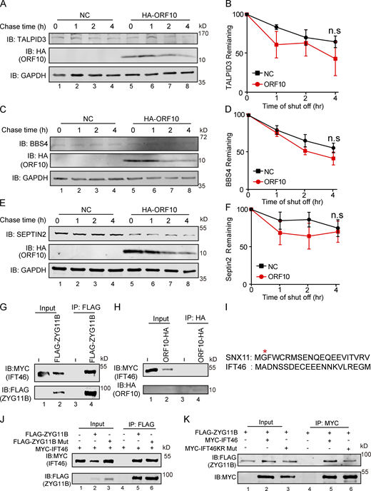 The interaction of ZYG11B and IFT46 is not based on a Gly/N-degron-based mechanism. (A, C, and E) A cycloheximide chase (CHX) assay of TALPID3, BBS4, and SEPTIN2 was performed in ORF10-expressing and empty vector control HEK293T cells. Samples were taken at 0, 1, 2, and 4 h after the addition of CHX. The TALPID3, BBS4, SEPTIN2, and ORF10 protein levels were detected by immunoblotting using TALPID3, BBS4, SEPTIN2 antibodies, and HA antibody. GAPDH served as a loading control. (B, D, and F) Quantification of the TALPID3, BBS4, and SEPTIN2 levels in (A, C, and E). The protein level of TALPID3, BBS4 and SEPTIN2 was quantified using Odyssey software. (n = 3 independent experiments). Data are presented as the mean ± SEM. Statistical analysis was performed with two-tailed unpaired Student’s t test. (G) ZYG11B physically interacts with IFT46. MYC-IFT46 and ZYG11B-FLAG (or empty vector) were co-transfected into HEK293T cells. 24 h after transfection, cells were collected for immunoprecipitation (IP) with an anti-FLAG antibody, followed by analysis using anti-FLAG and anti-MYC antibodies. (H) ORF10 could not interacts with IFT46. MYC-IFT46 and ORF10-HA (or empty vector) were co-transfected into HEK293T cells. 24 h after transfection, cells were collected for immunoprecipitation (IP) with an anti-HA antibody, followed by analysis using anti-HA and anti-MYC antibodies. (I) The protein sequences of SNX11 and IFT46. (J) ZYG11B-Mut did not affect the interaction of IFT46 and ZYG11B. MYC-IFT46 and ZYG11B-FLAG (or ZYG11B-Mut-FLAG) were co-transfected into HEK293T cells. 24 h after transfection, cells were collected for immunoprecipitation (IP) with an anti-FLAG antibody, followed by analysis using anti-FLAG and anti-MYC antibodies. (K) IFT46 KR Mut did not affect the interaction of IFT46 and ZYG11B. ZYG11B-FLAG and MYC-IFT46 (or IFT46 KR Mut) were co-transfected into HEK293T cells. 24 h after transfection, cells were collected for immunoprecipitation (IP) with an anti-MYC antibody, followed by analysis using anti-FLAG and anti-MYC antibodies. Source data are available for this figure: SourceData FS4. Refer to the image caption for details.