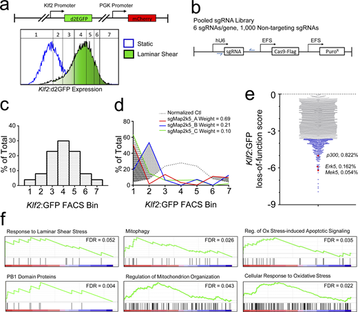 CRISPR screen to identify regulators of Klf2 expression. (a) The lentiviral Klf2:GFP reporter expresses d2EGFP (half-life of ∼2 h) driven by the Klf2 promoter. The vector also contains mCHERRY controlled by the PGK promoter as an internal control. MAECs expressing the reporter showed a uniform, ∼10-fold increase in green/red ratio after 16 h LSS. A distribution plot of the GFP/mCherry ratio (normalized GFP intensity) indicates approximate location of the FACS-sorting gates used for CRISPR screening. (b) Lentiviral vectors express Cas9 and one of 130,000 sgRNAs, with 6 sgRNAs targeting each gene and 1,000 nontargeting control sgRNAs via EFS and U6 promoters, respectively. (c) FACS gates were positioned according to GFP/mCherry percentiles to achieve a normal distribution. (d)Mek5 sgRNAs induce a leftward shift in the distribution among gates compared to nontargeting sgRNAs, indicating reduced reporter expression. The shaded areas indicate the difference from control for each guide. These values were weighted by the relative abundance of each sgRNA. (e) Plot of Z scores for all genes ≤0. Candidate genes among the lower fifth percentile are labeled in blue (complete list in Table S1). The positions of known Klf2 regulatory genes Erk5 (Mapk7), Mek5 (Map2k5), and p300 (Ep300) are labeled red along with their percentile ranking. (f) Gene set enrichment analysis of select pathways within the Klf2:GFP loss-of-function gene set. Component gene distributions and false discovery rates are shown for select pathways.