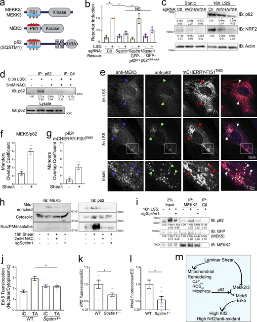 p62 is activated by LSS and enhances Klf2 induction. (a) Domain organization of MEKK2/3, MEK5, and p62. MEKK2/3 has Type II PB1 domains whereas MEK5 has a Type I PB1 domain. p62 has a Type I/II PB1 domain, KEAP1 and LC3 binding sites (KIR and LIR), and a ubiquitin binding domain (UBA). (b) Control or p62-KO MAECs were reconstituted with sgRNA-resistant p62WT-GFP or p62 with a mutant PB1 domain basic patch (p62KRR-AAA-GFP) and assayed for Klf2:GFP induction by LSS. Data points represent summary data from biological replicates. (c) MAECs were transduced with control or Nrf2 sgRNAs and stimulated with 16 h LSS. Lysates were then immunoblotted for p62, NRF2 and actin. Quantified values are means ± SEM; n = 3. (d) MAECs were treated with LSS and/or NAC as indicated. Active p62 was then purified with an anti-p62-UBA antibody and quantified by immunoblotting. Representative blots and quantification from three independent experiments are shown. (e) HUVEC transduced with the mitochondrial marker, mCHERRY-FIS1TMD, were subjected to shear, fixed, and stained for p62 and MEK5. (f and g) The Mander’s overlap coefficients of MEK5 colocalizing with p62 (f) and p62 colocalizing with mCherry-Fis1TMD (g) were quantified. Values are means ± SEM of individual imaging fields from a representative experiment. (h) MAECs transduced with nontargeting or Sqstm1-KO sgRNAs were treated with LSS and/or NAC as indicated. Cells were fractionated and fractions immunoblotted for MEK5 and p62. Representative immunoblots and quantification (n = 3) are shown. (i) MAECs were transduced with GFP-MEK5 with or without Sqstm1-KO sgRNAs as indicated. Cells were subjected to shear, MEKK2 IPed, and IPs probed by immunoblotting. MEKK2, p62, and GFP-MEK5 were quantified by band densitometry, n = 3. (j) Aortas from WT and Sqstm1−/− mice (eight each) were stained en face for ERK5 and nuclear translocation was measured within the IC and TA as in Fig. 3 j. Average translocation index per region per mouse is shown. (k) TAs of WT vs. Sqstm1−/− mice were stained for Klf2 mRNA using RNAscope and expression in ECs quantified as in Fig. 3 l. Normalized average fluorescence intensity per EC per mouse is shown. N = 5 WT and 5 p62-KO mice. (l) TAs were subjected to Nos3 RNAscope and quantified as in Fig. 3 m. N = 4 WT and 6 p62-KO mice. (m) Model for laminar shear stress regulation of ERK5 signaling through parallel pathways converging on the MEKK2/3–MEK5 complex. *, Ρ < 0.05 by one-way ANOVA (b, c, and j) or Student's t test (k and l). Source data are available for this figure: SourceData F4.