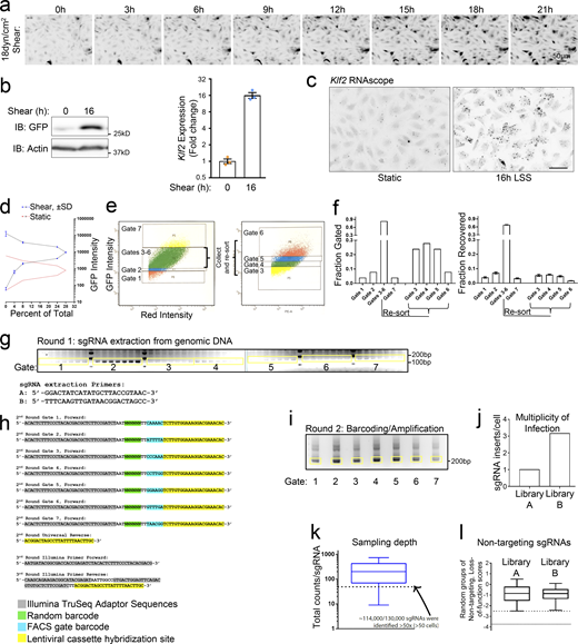 CRISPR screening and production of sequencing libraries. (a) Time-lapse images for EGFP in MAEC Klf2:d2EGFP reporter cells stimulated with 18 dynes/cm2 LSS. Images presented in inverted grayscale for enhanced contrast. n = 2. (b) Induction of MAEC Klf2:d2EGFP reporter cells compared to endogenous KLF2 in MAECs stimulated with LSS, assayed by qPCR. n = 3. (c) Endogenous Klf2 induction by LSS in MAECs assayed by RNAscope. Images are presented in inverted grayscale for enhanced contrast. n = 2. Scale = 50 μm. (d)Klf2 reporter cells’ fluorescence intensity distribution across seven FACS gate boundaries was graphed from three replicate experiments to reveal reproducibility. Dashed lines are means of n = 3, and blue error bars represent SD. (e) Strategy utilized to isolate the seven gates described in Fig. 1 c. (f) Quantification of the total gated and recovered fractions of FACS-sorted cells. (g) Lentiviral cassettes were extracted from genomic DNA and resolved by agarose gel electrophoresis. (h) Adaptors used for second and third round amplification of sgRNA cassettes. Round 2 amplification used a nested PCR strategy that labels the sgRNA with a random barcode and FACS gate ID barcode. Round 3 PCR attaches the sample barcode and the TruSeq adaptor sequences. (i) Barcoded sgRNAs were resolved by agarose electrophoresis following round 2 labeling/amplification. Excised bands used for Illumina sequencing are labeled in yellow. (j) After sequencing and removing replicate reads, the library complexity was divided by the number of sorted cells to confirm that each half of the lentiviral library (A/B) was transduced with a low MOI. (k) The unique copy number of each of the 130,000 sgRNAs was plotted as a 1–99% box and whisker graph. sgRNAs that are represented <50×, which comprise ∼12% of the total, were excluded from further analysis. (l) Of the 1,000 nontargeting sgRNAs in each library, the three lowest scoring from random groups of six were summed and plotted. These resultant loss-of-function scores can be compared to Fig. 1 e. The lower first and fifth percentile boundaries are marked by dashed lines. Source data are available for this figure: SourceData FS1.