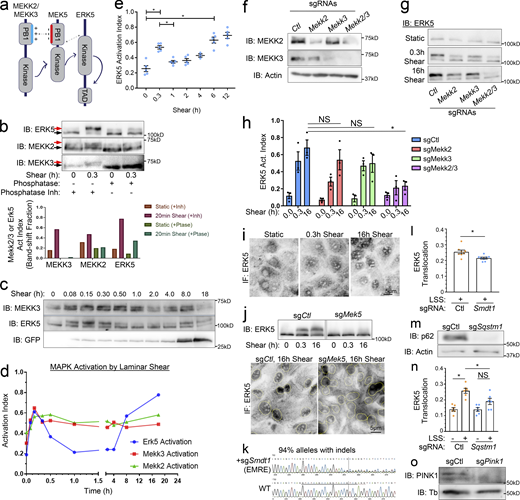 The MAPK cascade regulating Klf2 induction. (a) Domain architecture and interactions in the MEKK2/3–MEK5–ERK5 complex. MEKK2/3 and MEK5 PB1 domains’ basic and acidic patches dimerize to promote signaling. (b) Representative shear-induced gel-shifts for MEKK2, MEKK3, and ERK5. The lower and gel-shifted upper bands are indicated with black and red arrows, respectively. (b) Lysates from MAECs with or without 18 dynes/cm2 shear for 0.3 h were treated with alkaline phosphatase or phosphatase inhibitor as indicated. Gel shifts were quantified by densitometry. n = 3. (c) Time course of MEKK3 and ERK5 activation and Klf2 reporter induction in shear-stimulated MAECs. (d) Quantification of MEKK2, MEKK3, and ERK5 activation in shear-stimulated MAECs at various times by gel shift assay. Data are representative of n = 3. (e) Reproducibility of shear-stimulated ERK5 activation dynamics determined by gel shift assays. n = 5. (f) Validation of MEKK2 and MEKK3 KO. (g and h) Representative blots and quantification of ERK5 activation from control, MEKK2, and/or MEKK3 KOs stimulated with LSS for the indicated times. n = 3. (i) ERK5 staining showing nuclear translocation after shear. (j) Shear-induced ERK5 activation and nuclear translocation in MAECs after MEK5 KO. (k) Sanger sequencing and Indel analysis of genomic DNA to assess sg-Smdt1 indels (EMRE-KO efficiency). Data were analyzed with the Synthego ICE toolbox. (l) Quantification of nuclear ERK5 in shear-stimulated Ctl- and EMRE-KOs. Translocation = nuclear/total signal. (m) Validation of p62-KO with anti-Sqstm1 sgRNAs by Western blot. (n) Quantification of nuclear ERK5 in shear-stimulated Ctl- and p62-KOs. (o) Validation of PINK1-KO by Western blot. *, Ρ < 0.05 by one-way ANOVA (e and h), Student's t test (l), or two-way ANOVA (n). Source data are available for this figure: SourceData FS2.