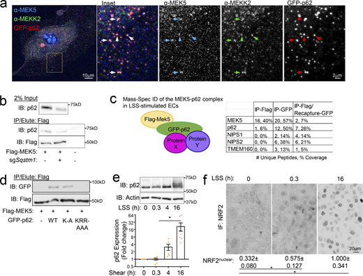 p62 assembles a p62–MAPK complex. (a) HUVECs were transduced with GFP-p62 lentivirus, subjected to LSS for 3 h, fixed, and stained for endogenous MEKK2 and MEK5. Arrows: three-channel colocalization in dense p62 + punctae. (b) HUVECs with or without p62 knockdown and expressing MEK5-Flag were subjected to anti-Flag immunoprecipitation and Flag peptide elution. Eluted proteins were subjected to anti-Flag and anti-p62 immunoblotting. (c) Schematic for isolation of MER5–p62 complex by dual IP. HUVECs expressing MEK5-Flag and GFP-p62 were subjected to LSS for 3 h then IPed with anti-FLAG or anti-GFP resin. One half of the Flag IP was eluted with Flag peptide and IPed with anti-GFP. The resultant MEK5–p62 complex was analyzed by mass spectrometry to identify and quantify interaction partners. The number of unique peptides and percent protein coverage from each group are shown. (d) HUVECs expressing MEK5-Flag and WT or mutant GFP-p62 constructs were IPed with anti-Flag, eluted with Flag peptide, and analyzed by immunoblotting. (e) MAEC were exposed to LSS for the indicated times and lysates immunoblotted for p62 and actin as a loading control. Graph: quantified p62 levels from individual independent experiments. Values are means ± SEM. (f) MAECs stimulated with LSS for the indicated times were fixed, stained for NRF2, and nuclear intensity quantified. Images are inverted to enhance contrast. Data are representative of three independent experiments. *, Ρ < 0.05 by one-way ANOVA. Source data are available for this figure: SourceData FS3.