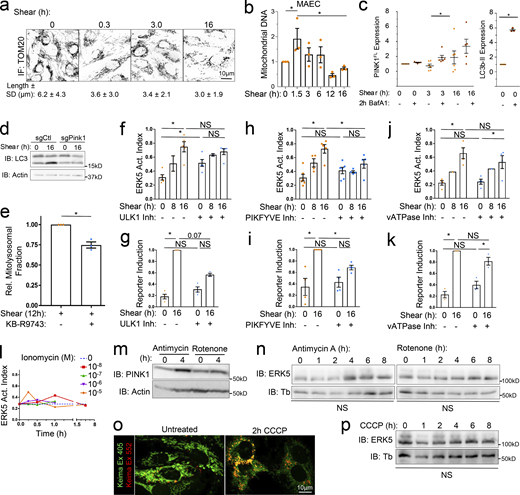 Role of autophagy and mitochondria in regulating the ERK5 pathway. (a) HUVECs were subjected to 18 dynes/cm2 LSS for the indicated times, stained for TOMM20, imaged using confocal microscopy at 63× magnification, and mitochondrial length quantified. Values are means ± SD; N = 110–200 cells. (b) MAEC mitochondrial DNA content was assayed by qPCR at the indicated times. (c) To assay mitophagic flux, MAECs were subjected to LSS for the indicated times ± BafA1 for the final 2 h. Lysates were then immunoblotted for full length PINK1 (∼62 kD) and actin as a loading control. BafA1-dependent accumulation serves as a metric for mitophagy. LC3b-II accumulation is shown as a positive control for BafA1 treatment. (d) LC3b-II accumulation after PINK1-KO, representative of three experiments. (e) HUVECs expressing mito-Keima were subjected to 12 h LSS with or without KB-R9743. The mito-lysosomal fraction was then quantified as in Fig. 2 i. n = 3. (f–k) MAECs treated with inhibitors of ULK1 (MRT68921, 1 μM), PIKFYVE (YM201636, 200 nM), or vATPase (BafA1, 100 nM) were exposed to LSS for the indicated times, then lysates analyzed for ERK5 activation or Klf2 reporter induction. (l) MAECs were stimulated with ionomycin for the indicated times and concentrations, and ERK5 activation assayed. n = 3. (m) HUVECs treated with Antimycin-A (2 μM) or Rotenone (100 nM) for the indicated times were assayed for PINK1 levels. n = 3. (n) HUVECs treated with Antimycin-A or Rotenone were assayed for ERK5 activation. n = 3. (o) Mito-Keima–transduced HUVECs were treated with 10 μM carbonyl cyanide m-chlorophenyl hydrazone (CCCP) for 2 h and subjected to confocal microscopy. n = 3. (p) Cells treated with CCCP for the indicated times were assayed for ERK5 activation. n = 3. *, Ρ < 0.05 by one-way ANOVA (b, n, and p), Student's t test (e), or two-way ANOVA (f–k). Source data are available for this figure: SourceData FS4.