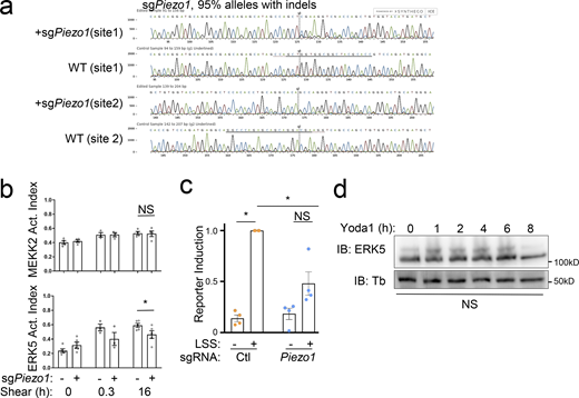 PIEZO1 and the Klf2 pathway. (a) CRISPR KO of PIEZO1 demonstrated by Sanger sequencing of genomic DNA. Analysis using the Synthego ICE toolbox reveals 95% of the alleles have indels. (b) MEKK2 and ERK5 activation after PIEZO1-KO quantified from gel shift assay. Values are means ± SEM, n = 3–5. (c) Quantification of Klf2:GFP induction after 16 h LSS, in control and PIEZO1-KO. Values are means ± SEM; n = 3. (d) MAECs treated with 1 μM Yoda1, a PIEZO1 agonist, for the indicated times, were analyzed by immunoblotting for ERK5 activation and Klf2:GFP induction. n = 3. *, Ρ < 0.05 by Student's t test or one-way ANOVA (b and c). Source data are available for this figure: SourceData FS5.