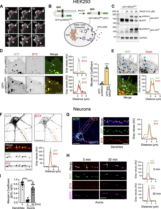 The NRG3 NTF is endocytosed from the PM. (A) Airyscan high-resolution time-lapse images of GFP-proNRG3 transfected HEK293 cells showing endocytosis of the NTF over the course of 30 s (red arrowhead; see also Video 1). (B) Schematic illustration of the experimental approach used to monitor NRG3 NTF endocytosis. Top: GFP-tagged proNRG3 and BACE1 processed NRG3 NTF harboring a BBS upstream of the EGF-L domain (denoted GFP-proNRG3BBS and GFP-NRG3BBS NTF, respectively). Bottom: Schematic illustration showing surface uptake and internalization of fluorescently labeled BTX (BTX-A555) by the GFP-NRG3BBS NTF. Note that in experiments including GFP-tagged SNPH (see H and I), a proNRG3BBS variant without GFP but with a V5 tag upstream of the EGF-L domain was used instead. However, for consistency across panels, NRG3 is always shown in green, with other markers shown in red (BTX, Rab5) or magenta (SNPH). (C) Western blot of transfected HEK293 cells showing BACE1 dependent GFP-proNRG3BBS processing. Note how BACE1 inhibition by BACE-IV reduces NTF signals and causes the accumulation of the unprocessed proform detected with antibodies against GFP (top) and the NRG3 ICDC (bottom). (D) Still frames from live-cell imaging of HEK293 cells expressing GFP-proNRG3 (top) or GFP-proNRG3BBS (bottom). Cells were surface-labeled with BTX–Alexa 555 for 30 min prior to imaging. Note the extensive overlap between BTX and GFP signals for GFP-proNRG3BBS, but not for the negative control GFP-proNRG3, in the micrographs and the corresponding densitometric line scans. The summary graph shows GFP and BTX–Alexa 555 colocalization (right). Data are plotted as Mander’s overlap coefficient and represent the mean ± SEM from three independent experiments (n = 8 cells). (E) Representative image and line scan densitometry illustrating extensive NRG3/Rab5 colocalization in a HEK293 cell co-transfected with V5-tagged proNRG3 and GFP-tagged Rab5 (arrowheads). Single-channel images shown in grayscale. (F) Representative image of a neuron transfected with GFP-proNRG3BBS and labeled for 30 min with BTX–Alexa 555. The magnified area in the lower panel shows a primary neurite, with single-channel images shown in grayscale. Note the extensive overlap between GFP and BTX–Alexa 555 indicative of recent NRG3 NTF endocytosis. Similar results were obtained in three independent experiments. (G) Representative overview image and magnified area of a GFP-proNRG3BBS–transfected and BTX–Alexa 555-treated neuron (5 min), additionally labeled with anti-MAP2 to demonstrate NRG3 endocytosis in dendrites. Location of the densitometric line scan shown on the right is indicated in the merged magnified image. (H) Similarly, neurons were transfected with V5-tagged NRG3BBS and GFP-SNPH, incubated for 5 or 30 min with BTX–Alexa 555, fixed, and labeled with anti-V5. Note that very little BTX signal was detected in SNPH+ axons after 5 min whereas double NTF+/BTX+ puncta were abundant after 30 min. (I) Quantitative co-localization analysis of experiments shown in G and H confirms extensive overlap of BTX and NRG3 NTF signals in MAP2+ dendrites at 5 min, and in SNPH+ axons at 30 min but not 5 min, indicating that transcytosis of the NRG3 NTF occurs chiefly in the somatodendritic compartment. Data plotted as Mander’s overlap coefficients, representing the mean ± SEM from three independent experiments (n = 16 ROIs). ****, P < 0.0001 (unpaired t test). Scale bars: A, E, H, and F and G (insets), 5 μm; D, 10 μm; F and G, 20 µm. Source data are available for this figure: SourceData F3. Refer to the image caption for details.