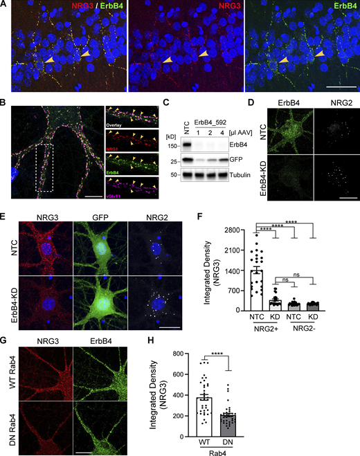 NRG3 accumulates on axonal terminals by trans-synaptically interacting with postsynaptic ErbB4 receptors. (A) Representative immunofluorescence histochemistry of hippocampal area CA1 from a P30 rat brain section co-labeled for NRG3 and ErbB4, showing extensive overlap of punctate NRG3 and ErbB4 signals on soma and dendrites of presumptive stratum pyramidale GABAergic interneurons (arrowheads). (B) Representative Airyscan immunofluorescence micrograph of a cultured DIV24 hippocampal GABAergic interneuron that reveals extensive co-localization of punctate NRG3 signals with ErbB4 and the glutamatergic presynaptic marker protein vGluT1 (arrowheads). Boxed area on the left is magnified on the right and separated by channels. (C) Successful knockdown of ErbB4 protein in hippocampal cultures transduced with an AAV expressing shRNA 592. Cultures transduced with NTC shRNA are included as negative controls. GFP, co-expressed from the shRNA construct, serves as a transduction control. (D) Representative micrographs of GABAergic interneurons transduced with NTC (top) or ErbB4_592 shRNA (ErbB4-KD, bottom), illustrating dramatic reduction of ErbB4 immunoreactivity. (E) Representative micrographs illustrating strongly attenuated NRG3 signals in a GABAergic interneuron (labeled for NRG2) transduced with ErbB4_592 (bottom), as compared to a neuron transduced with NTC shRNA (top). (F) Summary analysis of results shown in E. Data are plotted as integrated pixel densities and represent the mean ± SEM of 22–24 neurons from three independent experiments. (G) Representative micrographs illustrating reduced presynaptic NRG3 signals on ErbB4+ GABAergic interneurons in cultures transduced with an AAV for DN Rab4, as compared to cultures transduced with WT Rab4. (H) Summary analysis of results shown in G. Data are plotted as integrated pixel densities and represent the mean ± SEM of 36 neurons from three experiments. ****, P < 0.0001; ns, P > 0.05 (F: Kruskal-Wallis test with Dunn’s multiple comparisons test; H: Mann-Whitney test). Scale bars: A, 50 µm; B, 10 µm; D, E, and G, 20 µm. Source data are available for this figure: SourceData F7. Refer to the image caption for details.