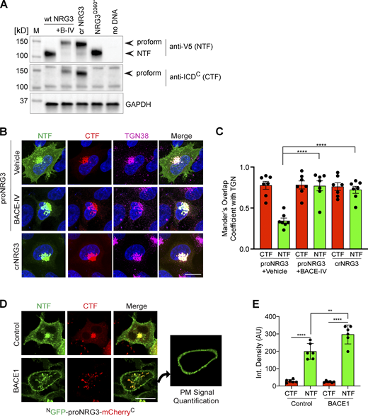 BACE1 cleaves proNRG3 in the TGN of transfected HEK293 cells. (A) Western blot analysis of cells co-transfected with BACE1-mCherry and either proNRG3/V5, crNRG3/V5 or truncated NRG3(Q360*)/V5 (resembling the NTF following BACE cleavage of proNRG3) using anti-V5 for the NTF and anti-NRG3 ICDC antibody for the CTF. Note that BACE1 inhibition with BACE-IV (B-IV; 1 µM for 24 h) blocks generation of the NRG3 NTF in cells expressing proNRG3, and that the NRG3 NTF is absent from cells expressing crNRG3/V5. (B) Cells transfected with proNRG3/V5 and treated with vehicle (DMSO, top) show widespread V5 immunoreactivity indicative of processed NRG3 NTF throughout the cell body in addition to the TGN (labeled with anti-TGN38) while the CTF is detected exclusively in the TGN, indicative of unprocessed proNRG3. By contrast, cells transfected with proNRG3/V5 and treated with 1 µM BACE-IV for 24 h (middle), as well as cells transfected with crNRG3/V5 (bottom), show extensive overlap of NTF and CTF signals in the TGN and low NTF signals elsewhere. (C) Quantitative analysis of results shown in B. Data plotted as Mander’s coefficients for CTF/NTF with TGN38, representing the mean ± SEM from three independent experiments (n = 7 cells). (D) Representative images of HEK293 cells co-transfected with NGFP-proNRG3-mCherryC and an empty vector (top) or a vector expressing BACE1 (bottom). The panel additionally illustrates how PM signals were quantified via isolation of the peripheral signal (right). Of note, single frames were used for this analysis to minimize the contribution of intracellular compartments. (E) Quantitative analysis of results shown in D. Increased PM signals for the NTF (but not the CTF) in cells co-transfected with BACE1 suggest augmented proNRG3 processing. Data are plotted as integrated pixel density and represent the mean ± SEM from three independent experiments (n = 6 cells). **, P < 0.01; ****, P < 0.0001 (C, nonparametric t test; E, one-way ANOVA). Scale bars: 10 μm. Source data are available for this figure: SourceData FS2.
