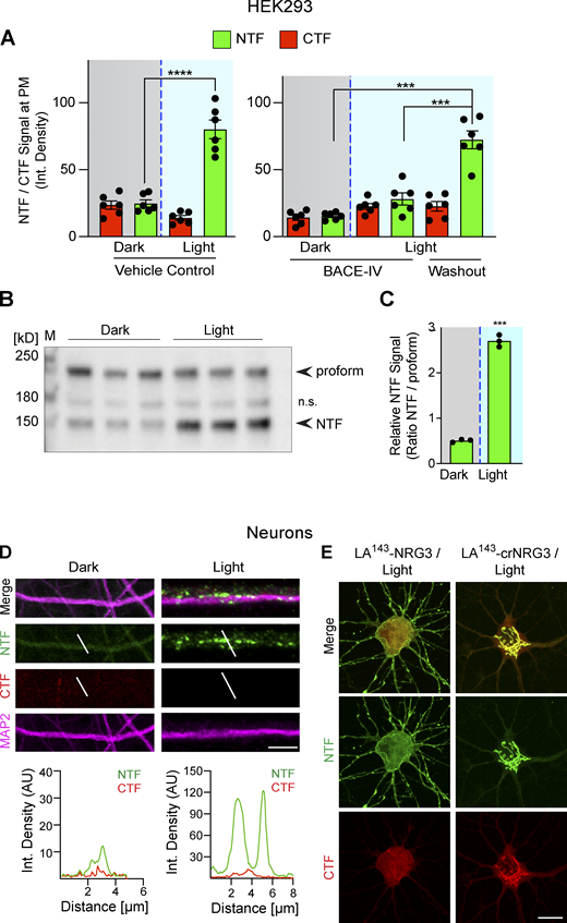 Photoactivation triggers LA143-NRG3 processing and accumulation of its NTF in dendrites. (A) BACE1-dependent translocation of the NRG3 NTF from the TGN to the PM following photoactivation. Data are plotted as integrated NTF/CTF pixel densities at the PM before (gray background) and after (blue background) photoactivation in HEK293 cells pre-treated for 24 h with vehicle (left) or 1 μM BACE-IV (right). Note the increase in PM signal following drug washout. Data represent the mean ± SEM of n = 6–8 cells from three independent experiments. (B) Blue-light illumination increases NTF signal levels in HEK293 cells, thus demonstrating that LA143-NRG3 is processed upon photoactivation. Western blot results are from three independent experiments. (C) Densitometric analysis of results shown in B; data are plotted as ratios of NTF over unprocessed LA143-NRG3 signals. (D) Neurons were transfected with LA143-NRG3 and imaged without (Dark) or following (Light) photoactivation. Representative post-fixation images (top) and corresponding line scan densitometry (bottom) illustrate the lack of NTF/CTF signals under dark conditions, and the appearance of NTF but not CTF signals upon photoactivation in MAP2+ dendrites. (E) Neurons were transfected with WT or noncleavable LA143-NRG3 (LA143-crNRG3) and photoactivated. Representative images illustrate how for WT LA143-NRG3, the NTF distributes broadly throughout the neuron cell body and neurites while the CTF remained in the cell body. By contrast, LA143-crNRG3 remained confined to the cell body (presumably in the TGN). Data represent the mean ± SEM from three independent experiments. Scale bars: D, 10 μm; E, 8 μm. ****, P < 0.0001; ***, P < 0.001 (A, one-way ANOVA; C, non-parametric t test). Source data are available for this figure: SourceData FS4.