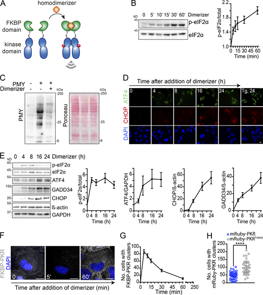 PKR cluster formation requires ligand binding to PKR’s sensor domain. (A) Schematic representation of the pharmacogenetic approach for PKR activation using a synthetic dimerizer ligand. (B) Western blots showing forced dimerization of PKR results in phosphorylation of eIF2α. Right: Quantification of the extent of eIF2α phosphorylation (mean and SEM, N = 3 experiments). (C) Western blot showing forced-dimerization of PKR results in global protein synthesis shutdown as assessed by the abundance of puromycilated peptides. (D) Representative micrographs showing that forceddimerization of PKR results in accumulation of ATF4 and CHOP. Tg, 24, thapsigargin treatment (300 nM, 24 h; positive control). (E) Western blots showing forced-dimerization of PKR results in induction of canonical ISR target genes. β-Actin, GAPDH, loading controls. The right panels show the quantification of the data (mean and SEM, N = 3 experiments). (F) Representative micrograph showing that forced dimerization of PKR results in formation of PKR clusters. Scale bar: 10 µm. (G) Quantification of the data in panel F (mean and SEM); N = 3 experiments, n > 500. (H) Quantification of the number of cells with mRuby-PKR and catalytically inactive mRuby-PKRT446A clusters 90 min after poly I:C treatment (N = 3 experiments, n > 500; ****, P < 0.0001, unpaired Student’s t test, nonparametric). Source data are available for this figure: SourceData F3.