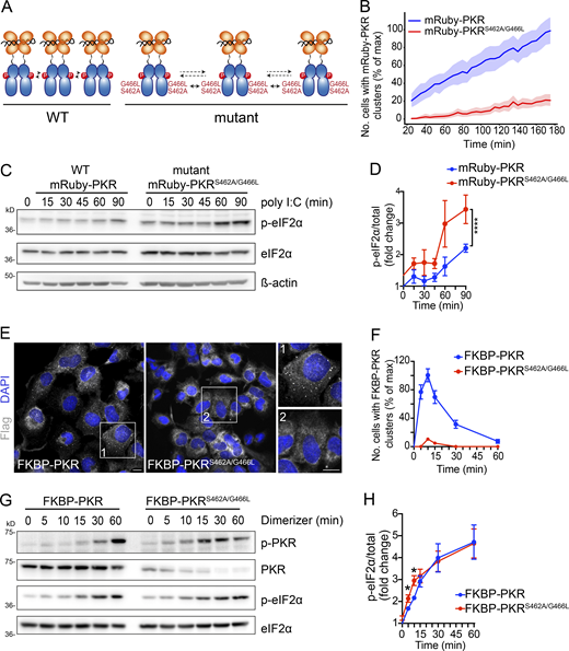 PKR cluster disruption accelerates and enhances eIF2αphosphorylation. (A) Schematic representation showing the mutations that disrupt PKR’s front-to-front (FTF) kinase interfaces. (B) Quantification of imaging data showing that the mutations in PKR’s FTF kinase interfaces severely reduce mRuby-PKR clusters in cells. Cells with <3 or >50 clusters were not considered in this analysis. The data were binned and are shown as the mean and 95% confidence interval bands; n > 2,000. (C) Western blots showing that cluster-disrupting mutations in mRuby-PKR accelerate and enhance eIF2α phosphorylation in response to poly I:C treatment. (D) Quantification of the data in C (mean and SEM, N = 3 experiments; ****, P < 0.0001, one-way ANOVA). (E) Representative immunofluorescence images showing that the mutations in PKR’s FTF kinase interfaces impair FKBP-PKR cluster formation upon forced activation with a synthetic dimerizer. Scale bar: 10 µm. (F) Quantification of the data in D (mean and SEM, N = 3 experiments, n > 1,000; unpaired Student’s t test, nonparametric). (G) Western blots showing accelerated and enhanced FKBP-PKR autophosphorylation and phosphorylation of eIF2α upon mutation of PKR’s FTF interfaces. (H) Quantification of the data in G (mean and SEM, N = 3 experiments; *, P < 0.05; unpaired Student’s t test, nonparametric). Note that the augmented eIF2α phosphorylation is lost after 15 min, which is consistent with the time of dissolution of FKBP-PKR clusters (see Fig. 3 G). Source data are available for this figure: SourceData F5.