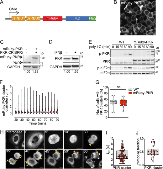 Generation of a stable cell line expressing fluorescently tagged PKR. (A) Schematic representation of the expression construct encoding mRuby- and FLAG-tagged PKR of human origin. The mRuby fluorescent protein (236 aa) was inserted between residues 221 and 222 of human PKR. (B) Representative micrograph showing that mRuby-PKR is a cytosolic soluble protein. Scale bar: 10 µm. (C) Western blot showing the level of expression of mRuby-PKR compared with that of endogenous PKR. The relative protein amount determined by densitometry is shown below the blots. Endogenous PKR was depleted using CRISPRi. GAPDH, loading control. (D) Western blot analysis showing endogenous PKR induction in wild-type H4 cells treated with IFNβ for 16 h. GAPDH, loading control. Metrics as in C. (E) Western blot analysis comparing the activity and kinetics of endogenous PKR and mRuby-PKR in H4 cells treated with poly I:C. (F) Violin plots showing the diameter of mRuby-PKR clusters in H4 cells stably expressing mRuby-PKR and treated with poly I:C. (G) Quantification of the number of cells with endogenous PKR and mRuby-PKR clusters upon 90 min of poly I:C treatment (N = 3 experiments, n > 800; unpaired Student’s t test, nonparametric). (H) Representative time-lapse micrographs showing the formation of mRuby-PKR clusters (yellow arrowheads) in dividing H4 mRuby-PKR cells synchronized with thymidine. Scale bar: 10 µm. (I) Quantification of the half-life of mRuby-PKR in clusters after photobleaching. (J) Quantification of the mRuby-PKR immobile fraction in clusters after photobleaching. For H and I, N = 3 experiments, n = 30. Source data are available for this figure: SourceData FS1.