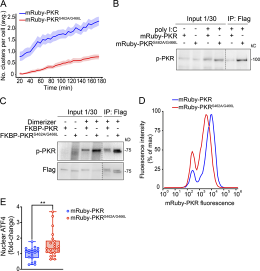 Suppression of PKR clustering enhances signaling. (A) Image quantification showing that the mutations in PKR’s front-to-front (FTF) kinase interfaces significantly reduce the number of PKR clusters in cells. The data were binned and are shown as the mean and 95% confidence interval bands (n = 2,000 cells). (B) Immunoprecipitation (IP) analysis of the extent of phosphorylation of mRuby-PKR and FTF mutant mRuby-PKR upon 90-min poly I:C treatment. (C) Same as B for FKBP-PKR and FTF mutant FKBP-PKR upon 60 min of dimerizer treatment. (D) Flow cytometry histograms showing the relative fluorescent intensity of cells expressing wild-type mRuby-PKR (blue trace) and FTF mutant mRuby-PKR (red trace). (E) Quantification of nuclear ATF4 signal in immunofluorescence analyses carried out in H4 cells expressing mRuby-PKR or FTF mutant mRuby-PKR treated with poly I:C. (N = 3 experiments, n > 600; **, P < 0.01, unpaired Student’s t test, nonparametric). Source data are available for this figure: SourceData FS5.