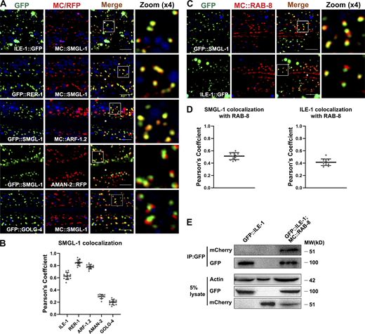 SMGL-1 resides in the ER-Golgi intermediate compartment and adjacent RAB-8-positive structures. (A and B) Confocal images showing colocalization between SMGL-1 and organelle markers in the intestinal cells. SMGL-1 overlapped with the ERGIC marker ILE-1/ERGIC-53 and the cis-Golgi-located retrograde cargo RER-1 and ARF-1.2/Arf1. SMGL-1 appeared closer in proximity to AMAN-2-labeled cis-/medial-Golgi than to GOLG-4-labeled TGN. (C and D) Confocal images showing colocalization between RAB-8 and SMGL-1 or ERGIC marker ILE-1/ERGIC-53 in the intestinal cells. SMGL-1 often overlapped with RAB-8 in punctate structures. Also, RAB-8 partially colocalized with ILE-1. Pearson’s correlation coefficients for GFP and mCherry signals were calculated (n = 12 animals). The signals from the apical membrane were avoided by manual ROI selection. Scale bars: 10 μm. White asterisks indicate intestinal lumen. (E) In a co-immunoprecipitation assay, ILE-1 precipitated with wild-type RAB-8. Source data are available for this figure: SourceData F6.