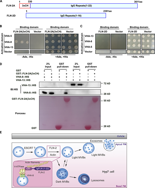 FLN-2 interacts with VHA-8 and actin.(A) Domains of FLN-2A and FLN-2D. (B–D) Y2H (B and C) and GST (D) pulldown analyses of interactions between FLN-2A(3xCH) or FLN-2D and VHA-5/8/13 subunits. FLN-2A(3xCH) interacts with VHA-8 but not VHA-13 or VHA-5. n ≥ 3 independent GST pull-down experiments; D is a representative result. IB, immunoblot. (E) Model of FLN-2 and actin in MVB biogenesis. FLN-2 facilitates MVB biogenesis by acting as a cross-linking protein to organize actin filaments and as a bridging molecule to dock MVBs on the actin cytoskeleton. ESCRT components may function upstream of FLN-2 to regulate MVB formation. Source data are available for this figure: SourceData F5. Refer to the image caption for details.