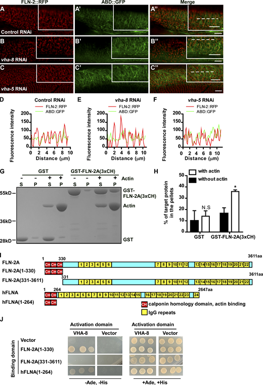 Inactivation of vha-5 and vha-8 does not affect the association of FLN-2 with actin. (A–F) Confocal fluorescence images of the epidermis in WT co-expressing FLN-2::RFP and ABD::GFP with the indicated RNAi treatments. (D–F) Line scan analyses of FLN-2::RFP and ABD::GFP along the dotted lines (A″, B″, and C″) in the indicated RNAi treatments. Scale bars, 5 μm. (G and H) In vitro F-actin co-sedimentation assay showing that GST-tagged FLN-2A(3xCH), but not GST, co-precipitates with F-actin. Three independent experiments were performed. Quantification is shown in H. Data are presented as mean ± SD. Unpaired two-tailed Student’s t test was performed to compare the two datasets (with actin versus without actin). *, P < 0.05; N.S not significant. (I) Schematic diagram showing domains of FLN-2A and human filamin A (hFLNA) and the truncations that were used in yeast-2 hybrid analyses. (J) Interactions between FLN-2A or hFLNA and VHA-8 were examined by Y2H analyses. FLN-2A(1-330, 3xCH) and hFLNA(1-264, 2xCH), but not FLN-2A(331-3611, Δ3xCH), interacted with VHA-8. Source data are available for this figure: SourceData FS3. Refer to the image caption for details.