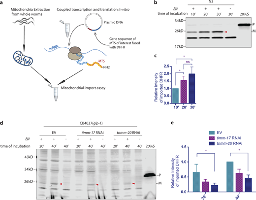 C. elegans mitochondrial protein in vitro import assay. (a) Schematic diagram of the C. elegans in vitro mitochondrial protein import assay. (b and c) su9-DHFR was transcribed and translated in a single reaction with the Quick Coupled Transcription/Translation System (TnT reaction). Mitochondria extraction was made from synchronized N2 wild-type worms at day 1 of adulthood and quantified with BCA analysis. 50 µg mitochondrial protein was used in each reaction. The substrate protein was incubated with mitochondria extraction in import buffer containing an ATP regeneration system for 10, 20, or 30 min at 25°C. Mitochondria were subsequently treated with proteinase K to remove non-imported proteins. Upon being imported, the MTS of su9 is cleaved. 2 µg/ml valinomycin was used to disrupt the membrane potential (ΔΨ), thus inhibiting import. The precursor (p) and mature protein (m) were detected with the DHFR antibody by Western blot analysis. Right lane: 20% of the su9-DHFR substrate used in the import assay representing the precursor (p). (d and e) Germline-deficient, mutant glp-1(e2141ts) worms were bleach synchronized, grown at the restrictive temperature of 25°C, and treated with RNAi against tomm-20 or timm-17 until the first day of adulthood. Control worms were grown on bacteria containing empty vector alone. Mitochondria were isolated and subjected to the import assay. 2 µg/ml valinomycin was used to disrupt the membrane potential (ΔΨ), thus inhibiting import. (c and e) The efficiency of mitochondrial import was quantified by measuring the mature imported protein as detected by the DHFR antibody and analyzed with unpaired Student’s t test (two-tailed). All graphs are presented as mean ± SD. *, P < 0.05. n = 3 (c); n = 2 (e). Arrowheads, mature (imported) DHFR with the MTS cleaved off. Source data are available for this figure: SourceData F1.