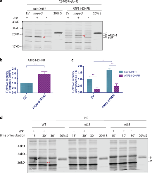 The MTS of ATFS-1 is less import competent. (a–c) Comparison of import competency between su9-DHFR and ATFS-1-DHFR. The N-terminus 73 amino acids of ATFS-1 was used as MTS. glp-1(e2141ts) animals were grown at 25°C on bacteria expressing mrps-5 dsRNA (20% diluted with bacteria containing the empty RNAi vector alone) from hatching until the first day of adulthood. Mitochondria were isolated on day 1 of adulthood and subjected to import assay with 30-min incubation time, followed by Western blot analysis. Import efficiency was quantified by measuring the mature imported protein as detected by the DHFR antibody. Quantification of imported DHFR is shown in b and c. (b) Import of ATFS1-DHFR was compared between mrps-5 RNAi and empty vector control with unpaired Student’s t test (two-tailed). The graph is presented as mean ± SD, n = 4. **, P < 0.01. (c) Import of DHFR with the MTS of su9 and ATFS-1 were compared with Student’s t test (two-tailed). The graph is presented as mean ± SD, n = 3. *, P < 0.05; **, P < 0.01. (d) Mitochondrial targeting capacity abolished by point mutations et15 or et18 in the MTS of ATFS-1. Mitochondria extraction was made from synchronized N2 wild-type worms at day 1 of adulthood and subjected to import assay with different substrates. Import with et15 or et18 was below the detectable level. Solid arrowheads, mature (imported) su9-DHFR with the su-9 MTS cleaved off; open arrowheads, mature (imported) ATFS1-DHFR with the MTS of ATFS-1 cleaved off. Source data are available for this figure: SourceData F5.