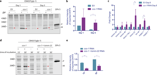 UPRmtdelayed the age-associated decline of import. (a and b)glp-1(e2141ts) worms were synchronized in two batches and grown at 25°C. When the two batches reached day 1 and 5 of adulthood, respectively, mitochondria were isolated in parallel and subjected to import assay with 30-min incubation time followed by Western blot analysis. Import efficiency was quantified by measuring the mature imported protein as detected by the DHFR antibody, followed by analysis with unpaired Student’s t test (two-tailed; b). Graph is presented as mean ± SD, n = 4. *, P < 0.05. Arrowheads, mature (imported) DHFR with the MTS cleaved off. (c)glp-1(e2141ts) worms were synchronized and grown at 25°C on bacteria expressing dsRNA from the time of hatching. RNA was isolated on day 5 of adulthood, and qPCR analysis was performed. Expression was normalized against three housekeeping genes. The graph is presented as mean ± SD, n = 2. *, P < 0.05. (d and e)glp-1(e2141ts) worms were synchronized and grown at 25°C on bacteria expressing dsRNA from the time of hatching. Mitochondria were isolated on day 1 of adulthood and subjected to import assay followed by Western blot analysis. Import efficiency was quantified by measuring the mature imported protein as detected by DHFR antibody, followed by analysis with unpaired Student’s t test (two-tailed; e). The graph is presented as mean ± SD, n = 2. *, P < 0.05; **, P < 0.01. Source data are available for this figure: SourceData F6.