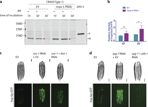 mrps-5 knockdown promotes mitochondrial import. (a and b)glp-1(e2141ts) mutant animals were grown at 25°C on bacteria expressing mrps-5 dsRNA (20% diluted with bacteria containing the empty RNAi vector alone) from hatching until the first day of adulthood. Mitochondria were isolated on day 1 of adulthood and subjected to import assay followed by Western blot analysis. Import efficiency was quantified by measuring the mature imported protein (arrowheads) as detected by the DHFR antibody, followed by analysis with unpaired Student’s t test (two-tailed). The graph is presented as mean ± SD. n = 3. **, P < 0.01. (c and d) To induce UPRmt during development, hsp-6p::gfp animals were grown at 25°C on bacteria expressing cco-1 dsRNA (c) or spg-7 dsRNA (d; diluted to 1:1 ratio with bacteria containing the empty RNAi vector alone) from the time of hatching until the first day of adulthood. To suppress UPRmt, animals were treated with double RNAi (1:1 mixture of bacteria) replacing the empty RNAi vector with dve-1 dsRNA (c) or atfs-1 dsRNA (d). Control worms were grown on bacteria containing empty vector alone. Scale bar = 100 μm. Source data are available for this figure: SourceData FS1.