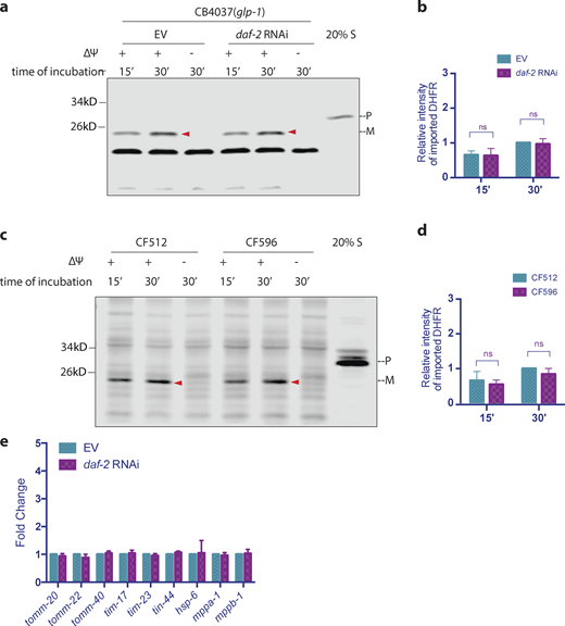 daf-2 mutation or daf-2 knockdown does not enhance mitochondrial import. (a and b)glp-1(e2141ts) animals were grown at 25°C on bacteria expressing daf-2 dsRNA (diluted to 1:1 ratio with bacteria containing the empty RNAi vector alone) from hatching until the first day of adulthood. Mitochondria were isolated on day 1 of adulthood and subjected to import assay followed by Western blot analysis. Graph is presented as mean ± SD, n = 3. (c and d) CF512 fer-15(b26) II; fem-1(hc17ts) I and CF596 daf-2(mu150) III; fer-15(b26); fem-1(hc17ts) worms were grown at 20°C until larval stage L2 and then transferred to 25°C. Mitochondria were isolated on day 1 of adulthood and subjected to import assay followed by Western blot analysis. Import efficiency was quantified by measuring the mature imported protein as detected by the DHFR antibody, followed by analysis with unpaired Student’s t test (two-tailed; b and d). Graph is presented as mean ± SD, n = 3. Arrowheads: mature (imported) DHFR with the MTS cleaved off. (e)glp-1(e2141ts) animals were grown at 25°C on bacteria expressing daf-2 dsRNA (diluted to 1:1 ratio with bacteria containing the empty RNAi vector alone) from hatching until the first of adulthood. RNA was isolated on day 1 of adulthood, and qPCR analysis was performed. Expression was normalized against three housekeeping genes and quantified with Student’s t test (two-tailed). The graph is presented as mean ± SD, n = 4. Source data are available for this figure: SourceData FS4.
