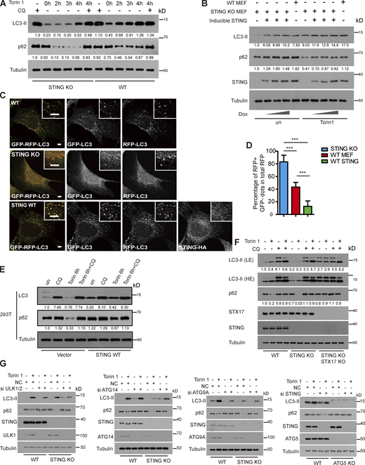 STING inhibits autophagosome–lysosome fusion. (A) Autophagic flux is accelerated in STING-KO MEFs compared with WT MEFs. WT MEFs and STING-KO MEFs were treated with Torin 1 with or without CQ for the indicated time and then immunoblotting was performed with indicated antibodies. Normalized fold change of LC3II/Tubulin or p62/Tubulin was listed. (B) Inducible expression of STING at endogenous level inhibits autophagic flux in MEFs. Inducible stable cell line expressing STING was treated with different doses of doxycycline (0, 100, 200 ng/ml) for 24 h to induce STING expression. After 24 h, WT MEFs, STING-KO MEFs, and STING-KO MEFs reconstituted with inducible STING were treated with or without Torin 1 for 3 h. Cells were lysed and immunoblotting was performed with indicated antibodies. Normalized fold change of LC3II/Tubulin or p62/Tubulin was listed. (C) Fusion between autophagosomes and lysosomes is promoted in STING-KO MEFs. WT MEFs, STING-KO MEFs, and STING-KO MEFs reconstituted with STING-HA were treated with Torin 1 for 3 h before fluorescence of GFP-RFP-LC3 was imaged. Scale bar, 5 µm. (D) Quantification of the results in C. Percentage of RFP + GFP-dots in total RFP dots. Data are mean ± SD for 100 cells. ***, P ≤ 0.001. (E) Expression of STING-HA inhibits the autophagic flux in HEK293T cells. HEK293T cells were transfected with empty vector, WT STING-HA. 24 h after transfection, cells were treated with Torin 1 combined with or without CQ for indicated time. Immunoblotting was performed with indicated antibodies. Normalized fold change of LC3II/Tubulin or p62/Tubulin was listed. (F and G) STING regulated autophagosome–lysosome fusion is STX17 (F), ULK1, ATG9, ATG14, and ATG5 (G) dependent. Immunoblot analysis of LC3-II conversion and p62 degradation in MEFs and STING KO MEFs transfected with the indicated siRNAs. Immunoblot analysis of LC3-II conversion and p62 degradation in MEFs and ATG5 KO MEFs transfected with the siRNAs against STING. NC, Non-target control. Normalized fold change of LC3II/Tubulin or p62/Tubulin was listed. Source data are available for this figure: SourceData F6. Refer to the image caption for details.