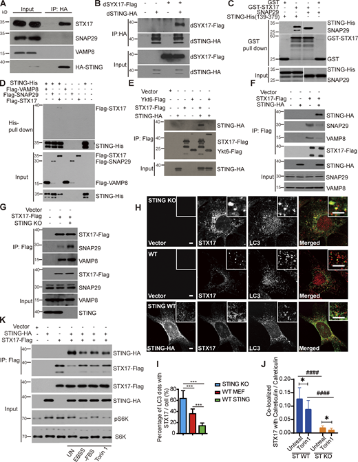 STING sequesters STX17 at ER in a stress dependent manner. (A) STING-HA interacts with endogenous STX17, but not SNAP29 and VAMP8. HEK293T cells were transfected with empty vector or STING-HA. 24 h after transfection, cells were lysed and immunoprecipitated with anti-HA antibody. (B) dSTING-HA interacts with dSYX17. HEK293T cells were transfected with empty vector, dSTING-HA, dSTX17-Flag with or without dSTING-HA. 24 h after transfection, cells were lysed and immunoprecipitated with anti-HA antibody. Immunoblotting was performed with indicated antibodies. (C) Direct binding of GST-STX17 to STING-His (139aa–379aa) and SNAP29 in vitro. Glutathione sepharose beads bound with GST or GST-STX17 were incubated with purified SNAP29 or STING-His (139aa–379aa) for 16 h and then eluted for immunoblotting. (D) Direct binding of STING-His (139aa–379aa) to Flag-STX17, but not Flag-SNAP29 or Flag-VAMP8 in vitro. Nickel NTA resin bound with STING-His (139aa–379aa) was incubated with Flag-STX17, or Flag-SNAP29, or Flag-VAMP8 for 16 h, and then eluted for immunoblotting. (E) STING-HA interacts with STX17-Flag, but not with Ykt6-Flag. HEK293T cells were transfected with empty vector, STX17-Flag, Ykt6-Flag with or without STING-HA. 24 h after transfection, cells were lysed and immunoprecipitated with anti-Flag antibody. Immunoblotting was performed with indicated antibodies. (F) Overexpression of STING-HA disrupts the interaction of STX17-Flag with SNAP29 and VAMP8. HEK293T cells were transfected with empty vector, STX17-Flag with or without STING-HA. 24 h after transfection, cells were lysed and immunoprecipitated with anti-Flag antibody. Immunoblotting was performed with indicated antibodies. (G) STING depletion increases STX17–SNAP29–VAMP8 SNARE complex formation. WT and STING-KO MEFs stable expressing STX17-Flag were lysed and immunoprecipitated with anti-Flag antibody and immunoblotting was performed with indicated antibodies. (H) STING blocks the translocation of STX17 to autophagosomes. WT MEFs, STING-KO MEFs, and STING reconstituted STING-KO MEFs with stable expression of STX17-Flag were treated with Torin 1 for 3 h and stained with antibodies against Flag, HA, and LC3. Scale bar for both large and inset images, 5 µm. (I) Quantification of the results in H. Percentage of LC3 dots with STX17. Data are mean ± SD for 100 cells. ***, P ≤ 0.001. Unpaired two-tailed t test for comparison of two groups. (J) The statistics result of Fig. S3 B indicates that STX17 co-localized with Calreticulin marked ER in STING WT or STING KO MEF cells expressing Flag-STX17 after treatment with Torin 1 for 3 h or no treatment, then cells were conducted immunofluorescence and imaging. Over 30 cells were analyzed. Data are represented as mean ± SD. *, P ≤ 0.05; ####, P ≤ 0.001. Unpaired two-tailed t test for comparison of two groups. (K) Interaction between STING-HA and STX17-Flag is decreased upon EBSS starvation, serum starvation, and Torin 1 treatment. HEK293T cells were transfected with empty vector, STING-HA with or without STX17-Flag. 24 h after transfection, cells were starved with EBSS, FBS deprived medium or treated with Torin 1 followed by immunoprecipitation with anti-Flag antibody. Source data are available for this figure: SourceData F7.