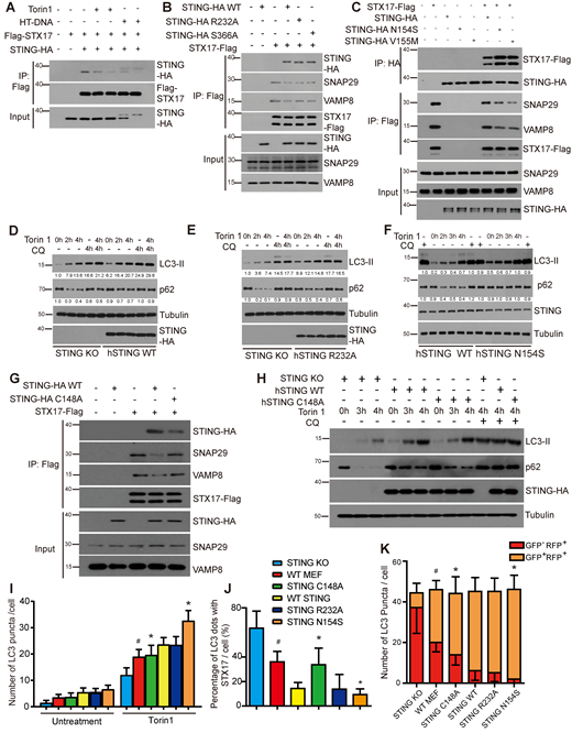 Effect of STING mutations on autophagy regulation. (A) MEFs stably expressing STING-HA and Flag-STX17 were treated with Torin 1 for 2 and 4 h or HT-DNA for 3 and 5 h, respectively, then the cells were lysed for immunoprecipitation and immunoblotting with indicated antibodies. (B) STING R232A and STING S366A mutants disrupt STX17–SNAP29–VAMP8 SNAREpin assembly via their interaction with STX17. HEK293T cells were transfected with empty vector, STING-HA WT, STING-HA R232A, STING-HA S366A with or without STX17-Flag. 24 h after transfection, cells were lysed and immunoprecipitated with anti-Flag antibody. Immunoblotting was performed with indicated antibodies. (C) Enhanced interaction of STX17 with STING N154S and STING V155M further disrupts STX17–SNAP29–VAMP8 SNAREpin assembly. HEK293T cells were transfected with empty vector, STING-HA WT, STING-HA N153S, or STING-HA V155M with or without STX17-Flag. 24 h after transfection, cells were lysed and immunoprecipitated with anti-Flag antibody or anti-HA antibody. Immunoblotting was performed with the indicated antibodies. (D–F) Complementation of STING-KO MEFs with STING corrects their autophagy phenotypes. STING-KO and STING-KO MEFs complemented with HA-tagged STING WT (D), R223A mutant (E), or N154S mutant (F) were treated with Torin 1 with or without CQ for the indicated time. Immunoblotting was performed with indicated antibodies. Normalized fold change of LC3II Tubulin or p62/Tubulin was listed. (G) STING C148A mutant is defective for STX17 binding. HEK293T cells were transfected with empty vector, STING-HA WT, or STING-HA C148A with or without STX17-Flag. 24 h after transfection, cells were lysed and immunoprecipitated with anti-Flag antibody. Immunoblotting was performed with indicated antibodies. (H) STING-KO MEFs stably expressing STING-HA WT or STING-HA C148A mutant were treated with Torin 1 combined with or without CQ for the indicated time. Immunoblotting was performed with the indicated antibodies. (I) Quantification of the results in Fig. S4 E. Number of LC3 dots per cell. Data are mean ± SD for 100 cells. * indicates the comparison with STING WT, P ≤ 0.001. # indicates the comparison with STING KO, P ≤ 0.001. (J) Quantification of the results in Fig. S5. Percentage of LC3 dots with STX17. Data are mean ± SD for 100 cells. * indicates the comparison with STING WT, P ≤ 0.001. # indicates the comparison with STING KO, P ≤ 0.001. (K) Quantification of the results in Fig. S6. Quantitative analysis of acidified autophagosomes (GFP−RFP+) versus neutral autophagosomes (GFP+RFP+) per cell. Data are mean ± SD for 100 cells. * indicates the comparison of RFP number with STING WT, P ≤ 0.001. # indicates the comparison of RFP number with STING KO, P ≤ 0.001. Source data are available for this figure: SourceData F9.
