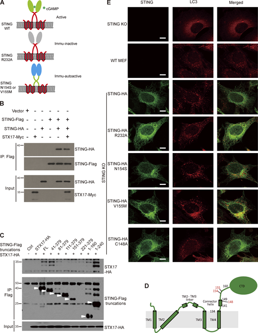 Identifying the binding site of STING for STX17 and effects of STING mutants on autophagy inhibition. (A) Scheme of WT STING, cyclic dinucleotides (CDNs) binding-deficient mutant STING R232A, and autoimmunity disease mutants STING N154S or STING V155M. (B) Overexpression of STX17-myc has no effect on STING self-interaction. HEK293T cells were transfected with empty vector, STING-HA, STING-Flag, STX17-Myc as indicated. 24 h after transfection, cells were lysed and immunoprecipitated with anti-Flag antibody. Immunoblotting was performed with indicated antibodies. (C) STX17-HA interacts with STING-Flag through the region around 134–160aa of STING. HEK293T cells were transfected with empty vector, STX17-HA and Flag tagged STING truncations. 24 h after transfection, cells were lysed and immunoprecipitated with anti-Flag resin. Immunoblotting was performed with indicated antibodies. White arrows indicate designated bands of truncations of STING. (D) The cartoon of 2D STING structure. Three residues important for STX17 interaction are marked in red. (E) Representative images of LC3 puncta in cells expressing STING WT or the indicated mutants. WT MEFs, STING-KO MEFs, STING-KO MEFs stably expressing STING-HA WT, STING-HA R232A, STING-HA N154S, STING-HA V155M, or STING-HA C148A were treated with Torin 1 for 3 h and then stained with antibodies against HA and LC3. Scale bar, 10 µm. Source data are available for this figure: SourceData FS4.