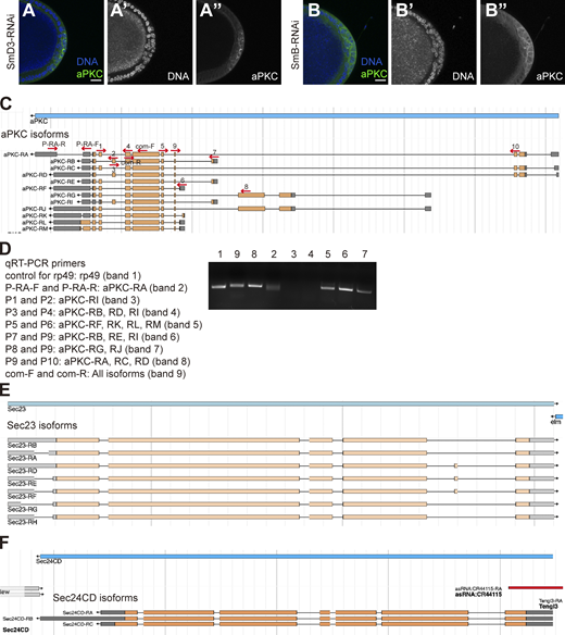 Cactin regulates aPKC and Crb localizations via its spliceosome function. Related to Figs. 5 and 6. (A–B″) Images of anti-aPKC staining of the posterior follicle cells with c306-Gal4 together with (A–A″) UAS-SmD3-RNAi or (B–B″) UAS-SmB-RNAi. (A′ and B′) DNA single channel. (A″ and B″) aPKC single channel. Scale bars, 20 μm. (C) Schematic of aPKC isoforms and primers designs for qRT-PCR. Orange rectangles represent the protein coding regions in exons. Gray rectangles represent the UTR regions in exons. Black lines between orange and gray rectangles represent introns. Red arrows represent the primers designed for qRT-PCR. (D) Gel electrophoresis image showing RT-PCR results of aPKC isoforms. (E) Schematic of Sec23 isoforms. (F) Schematic of Sec24CD isoforms. Note that C, E, and F are snapshots from the flybase website (https://www.flybase.org). Source data are available for this figure: SourceData FS5. Refer to the image caption for details.