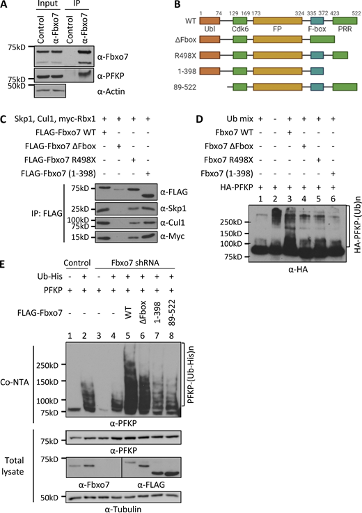 Fbxo7 ubiquitinates PFKP. (A) Fbxo7 immunoprecipitation (IP) from CCRF-CEM cells, showing co-immunoprecipitation of PFKP (n = 3). (B) Schematic of Fbxo7 constructs used to make SCF ligases for in vivo ubiquitination assays. All contain an N-terminal FLAG tag (not shown). Ubl, ubiquitin-like domain; Cdk6, Cdk6-binding domain; FP, Fbxo7-PI31 dimerization domain; PRR, proline rich region. (C) FLAG-Fbxo7 constructs were transfected into HEK293T cells alongside Skp1, Cullin1 (Cul1), and myc-Rbx1. SCF complexes were isolated by FLAG immunoprecipitation, and the presence of the other SCF components was confirmed by immunoblot. (D) In vitro ubiquitination assay of SCFFbxo7 complexes in C, together with HA-PFKP and a ubiquitin mix (ubiquitin buffer, UBE1, UbcH5a, and ATP; n = 2). (E) In vivo ubiquitination assay of Fbxo7 constructs with PFKP. Constructs were overexpressed in HEK293T cells stably expressing a control or Fbxo7 shRNA. Ubiquitinated proteins were isolated using a cobalt-NTA affinity resin (Co-NTA) to the His-tag on ubiquitin. Immunoblot for PFKP shows the degree of ubiquitination following expression of each Fbxo7 construct (n = 3). Source data are available for this figure: SourceData F1. Refer to the image caption for details.