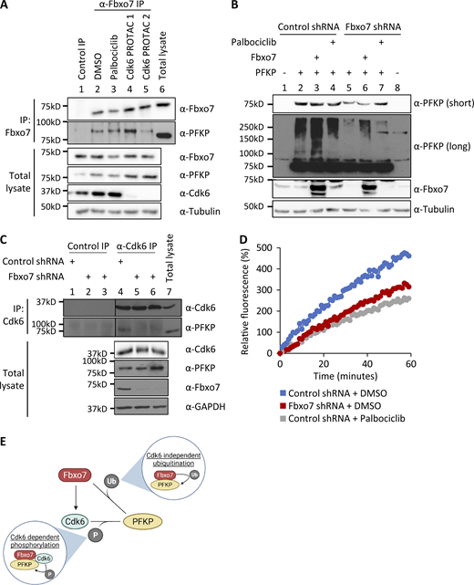 Fbxo7 promotes the Cdk6-independent ubiquitination and Cdk6-dependent phosphorylation of PFKP. (A) Fbxo7 immunoprecipitation from CCRF-CEM cells treated with 1 μM palbociclib or 0.1 μM of either of two different Cdk6 PROTACs for 24 h (Rana et al., 2019; Su et al., 2019). PFKP co-immunoprecipitation (IP) was analyzed by immunoblot (n = 2). (B) HEK293T cells with a control or Fbxo7 shRNA were transfected and treated with 1 μM palbociclib for 24 h as indicated. Cell lysates were resolved by SDS-PAGE and analysed by immunoblot (n = 2). (C) Cdk6 immunoprecipitation from CCRF-CEM cells expressing control or Fbxo7 shRNA. PFKP co-immunoprecipitation was analyzed by immunoblot (n = 1). (D) Cdk6 kinase activity in CCRF-CEM cells expressing control or Fbxo7 shRNA and treated with 1 μM palbociclib for 24 h as indicated. Kinase activity is measured in a dose-dependent manner by fluorescence of the Cdk6 biosensor (n = 1). (E) Diagram of model whereby Fbxo7 promotes both the ubiquitination (Ub) and phosphorylation (P) of PFKP. Source data are available for this figure: SourceData F2. Refer to the image caption for details.