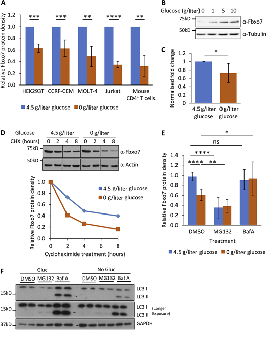 Regulation of Fbxo7 by glucose availability. (A) Relative Fbxo7 protein following 48 h of glucose starvation, analyzed by immunoblot and quantified (n ≥ 3). (B) CCRF-CEM cells cultured for 48 h with a titration of glucose, then lysed and analyzed by immunoblot (n = 3). (C) Relative Fbxo7 mRNA in naive murine CD4+ T cells, incubated for 4 h in 0 or 4.5 g/liter glucose (n = 6). (D) CHX chase in CCRF-CEM cells following the removal (0 g/liter) or maintenance (4.5 g/liter) of glucose. Fbxo7 protein measured by immunoblot (top) and quantified (bottom; representative of n = 3). (E) CCRF-CEM cells were treated with DMSO, 10 μM MG132, or 200 nM BafA1 (BafA) immediately following glucose removal (0 g/liter) or maintenance (4.5 g/liter). Fbxo7 protein measured by immunoblot and quantified (n = 7). (F) Image of representative immunoblot for LC3I/II from samples from E (n = 4). *, P < 0.05; **, P < 0.01; ***, P < 0.001; ****, P < 0.0001. Source data are available for this figure: SourceData F5. Refer to the image caption for details.