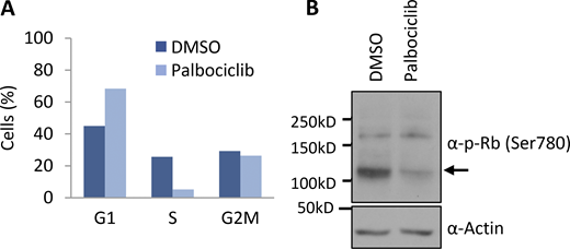 Cells treated with palbociclib accumulate in G1 phase. (A) Inhibition of Cdk4/6 by palbociclib in CCRF-CEM cells was verified by cell cycle analysis using PI staining (n = 2). (B) Inhibition of Cdk4/6 by palbociclib in HEK293T cells was verified by immunoblotting cell lysates for phospho-Rb at Ser780 (n = 1). Source data are available for this figure: SourceData FS1. Refer to the image caption for details.