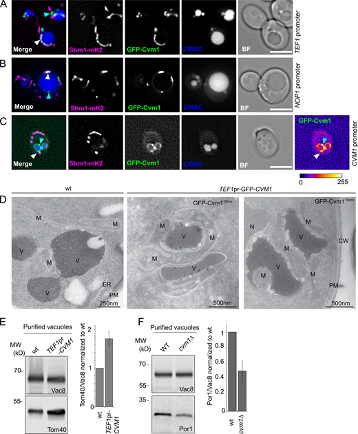 Cvm1 is a vCLAMP-resident protein and acts as a tether of the contact site. (A and B) Fluorescence microscopy analysis of the localization of GFP-Cvm1 under the control of the TEF1 promoter (A) or NOP1 promoter (B), Shm1-mKate2 as a mitochondrial marker, and CMAC staining as a vacuolar marker. The GFP-Cvm1 signal is observed as accumulations in the regions where the mitochondrial network is apposed to the vacuole (white arrowheads). Additionally, some accumulations are observed which are away from the mitochondria, but always localize to the vacuolar rim (cyan arrowheads). Scale bar represents 5 µm. BF = Brightfield. (C) Fluorescence microscopy analysis of the localization of GFP-Cvm1 under the control of the endogenous CVM1 promoter in the endogenous chromosomal locus, Shm1-mKate2 as a mitochondrial marker, and CMAC staining as a vacuolar marker. The GFP-Cvm1 image is also shown with a fire look-up table (depicted below the image) to allow easier identification of accumulations. The GFP-Cvm1 signal is more homogeneous under the endogenous promoter than when Cvm1 is overexpressed. Strong accumulations can be observed, which occur away from the mitochondrial network (cyan arrowhead). Additionally, in regions of apposition of the mitochondrial network and the vacuole, some milder accumulations can be observed (white arrowhead). Scale bar represents 5 µm. (D) Ultrathin cryosections obtained from WT and overexpressed GFP-Cvm1 (TEF1 promoter) were immunogold-labeled for GFP. The presence of GFP-Cvm1 was detected at the interfaces between the vacuole (V) and the mitochondria (M), which were also extended in this strain. CW = cell wall; PM = plasma membrane. (E and F) Analysis of mitochondrial copurification in vacuole preparations. Vacuoles were purified from a WT and a deletion of CVM1 (E) and overexpression of CVM1 (F) under the control of the TEF1 promoter. Copurification of mitochondria was assessed from the levels of Por1 or Tom40 (mitochondrial markers) and Vac8 (vacuolar marker) in the purified vacuole fraction by Western blot. The bar graphs show mean ± SD of the ratio of Por1 or Tom40 to Vac8 in the vacuole fraction normalized to the ratio for the WT sample in each experiment (E, n = 3; F, n = 4). Source data are available for this figure: SourceData F2.