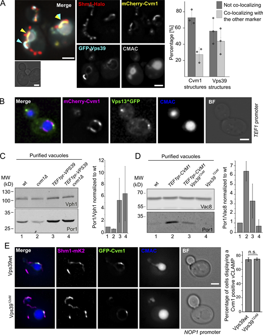 Relationship of Cvm1 with other vCLAMP components. (A) Vps39 and Cvm1 stain mostly distinct areas of the vCLAMP contact site. Representative images and quantification of a fluorescence microscopy analysis of the localization of mCherry-Cvm1 and GFP-Vps39, both under the control of the TEF1 promoter, Shm1-Halo stained with JF646 as a mitochondrial marker, and CMAC staining as a vacuolar marker. Both the signal of Vps39 and Cvm1 accumulate in the vacuole–mitochondria interface, but they mostly exclude each other (cyan and yellow arrowheads). However, some regions show double labeling (overlapping cyan and yellow arrowheads). All scale bars represent 2 µm. The bar graph shows the percentage of Vps39 or Cvm1 structures that colocalize or not with the other marker; bars are mean from three independent experiments, shown as individual dots. Error bars represent SD. (B) Cvm1 and Vps13 do not colocalize. Fluorescence microscopy analysis of the localization of mCherry-Cvm1 under the control of the TEF1 promoter, Vps13 internally tagged with GFP, and CMAC staining as a vacuolar marker. No colocalization was observed between the signals of Vps13 and Cvm1. Scale bar represents 2 µm. BF = Brightfield. (C) Analysis of the dependence of Vps39 on Cvm1 to generate extended vCLAMPs. The mitochondrial copurification in vacuole preparations was analyzed. Vacuoles were purified from the indicated strains, and the copurification of mitochondria was assessed from the levels of Por1 (mitochondrial marker) and Vph1 (vacuolar marker) in the purified vacuole fraction by Western blot. The bar graph shows mean ± SD of the ratio of Por1/Vph1 in the vacuole fraction normalized to the ratio for the WT sample in each experiment (n = 2). (D) Analysis of the dependence of Cvm1 on Vps39 to generate extended vCLAMPs. The mitochondrial copurification in vacuole preparations was analyzed. Vacuoles were purified from the indicated strains, and the copurification of mitochondria was assessed from the levels of Por1 (mitochondrial marker) and Vac8 (vacuolar marker) in the purified vacuole fraction by Western blot. The bar graph shows mean ± SD of the ratio of Por1/Vac8 in the vacuole fraction normalized to the ratio for the WT sample in each experiment (n = 4). (E) Cvm1-mediated vCLAMPs are still formed when Vps39 vCLAMPs are impaired. Fluorescence microscopy analysis of a strain expressing GFP-Cvm1 under the control of the NOP1 promoter, Shm1-mKate2 as a mitochondrial marker, and labeled with CMAC as a vacuole lumen marker. Cvm1 forms accumulations in the interface between the vacuole and the mitochondria in the presence of both the WT Vps39 allele and the Vps3912xM allele, which is impaired for vCLAMP formation. Scale bar represents 2 µm. The bar graph displays mean ± SD of the percentage of cells showing Cvm1-positive vCLAMPs in both strains. Source data are available for this figure: SourceData F3. Refer to the image caption for details.