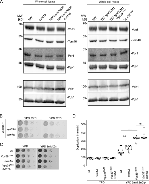 Cvm1 is not redundant with ERMES or the Vps39-mediated vCLAMP. Related to Figs. 2 and 3. (A) Analysis of the levels in whole-cell lysate of the marker proteins used to assess copurification of mitochondria with vacuoles in Fig. 2, E and F, and in Fig. 3, C and D. Pgk1 is used as a loading control. The levels of the marker proteins are not significantly affected by the different genotypes used. (B) Analysis of the genetic interaction of Cvm1 with the ERMES complex. Cells carrying the mmm1-1 temperature-sensitive allele, plus the indicated deletions or genomic modifications, were spotted as serial dilutions in YPD plates and grown at 23 or 37°C. (C) Analysis of the genetic interaction of Cvm1 with the Vps3912xM vCLAMP-impaired allele. Cells of the indicated genotypes were spotted as serial dilutions in YPD plates with or without 3 mM ZnCl2 and grown at 30°C. (D) Analysis of the genetic interaction of Cvm1 with the Vps3912xM vCLAMP-impaired allele. Cells of the indicated genotypes were diluted to OD600 = 0.1 in 96-well plates in YPD or YPD+ 3 mM ZnCl2 at 30°C. Absorbance at 600 nm was recorded using a plate reader during ∼16 h, and duplication times were calculated from the exponential phase of the growth curve. ***, P < 0.001. Source data are available for this figure: SourceData FS2.