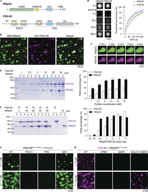 Multivalent interactions drive the condensed phase formation of the PSD-95/IRSp53 mixture. (A) Schematic diagrams showing the domain organization of IRSp53 and PSD-95. PDZ1 and PDZ2 tandem is referred to as PDZ12; PDZ3-SH3-GK supramodule is referred to as PSG. (B) Fluorescence images showing that IRSp53 and PSD-95 are colocalized and enriched in condensed droplets. The dashed box is selected for zoom-in view of the droplet fusion process in C. IRSp53 and PSD-95 were mixed at an equimolar ratio at 10 μM, and 2% of each protein was labeled by the indicated fluorophore. This fluorophore labeling ratio was used throughout the study unless otherwise stated. (C) Spherical droplets fuse into larger ones over time upon contact. (D) FRAP analysis of IRSp53 and PSD-95 in the condensed phase showing dynamic exchange of proteins between the condensates and the dilute solution. The concentration of each protein was 10 μM. The recovery curves of the fluorescence signals represent the averaged signals from three droplets, and data are presented as means ± SD. (E) Left, representative SDS-PAGE of sedimentation-based assays showing the amount of PSD-95 and IRSp53 recovered from the condensed phase or pellet (P) and the aqueous phase or supernatant (S) at indicated protein concentrations. Right, quantification of protein distribution in E. Results are from three independent batches of experiments and are presented as mean ± SD. (F) Left, sedimentation experiments showing the distribution of PSD-95 and IRSp53 in P and S at indicated protein concentrations. Right, quantification of protein distribution in F. Results are from three independent batches of experiments and are presented as mean ± SD. (G) Fluorescence images showing truncations of PSD-95 with weakened LLPS capability with IRSp53. The N-terminal 30 residues proceeding PDZ1 (NT in A) are not required for phase separation. (H) Fluorescence images showing truncations of IRSp53 with weakened LLPS capability with PSD-95. Replacement of the BAR domain with Myo-CC retained its phase separation with PSD-95. Source data are available for this figure: SourceData F1.