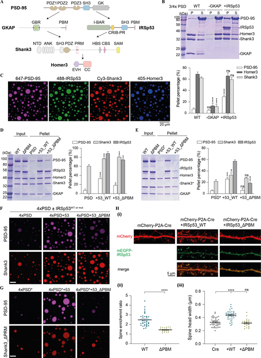 IRSp53-dependent phase separation of the PSD complex. (A) Schematic diagram showing the protein interaction network of the reconstituted 5× PSD. GKAP and IRSp53 act in parallel to connect proteins in the PSD core (PSD-95) and the pallium (Shank3 and Homer3). (B) Sedimentation experiments showing the protein distribution of different PSD components in aqueous (S) or condensed phase (P). Each component was at 5 μM in 3× PSD (PSD-95, Shank3, and Homer3) or 4× PSD (PSD-95 and GKAP or IRSp53, Shank3, and Homer3). Quantifications of the PSD-95, Homer3, and Shank3 distribution are shown underneath the SDS-PAGE. The results are from three independent batches of sedimentation experiments and are presented as mean ± SD. ****, P < 0.0001 using one-way ANOVA with Dunnett’s multiple comparison test. (C) Fluorescence images showing that the mixture of 5× PSD components at 5 μM undergoes LLPS at room temperature. PSD-95, IRSp53, Shank3, and Homer3 were labeled with different fluorophores as indicated and were highly enriched into the condensate droplets. GKAP was not labeled and is thus invisible. (D) Sedimentation experiments showing the phase separation capability of PSD components when 4× PSD (PSD-95, GKAP, Shank3, and Homer3) was mixed with IRSp53 (WT and mutant) at 5 μM. To help compare the LLPS level in different assay conditions, only the protein distribution in the pellet fraction is shown, with total protein input shown in the second lane. A full SDS-PAGE, including both the pellet and supernatant fractions, is included in Fig. S3 A. Quantifications of the PSD-95, Shank3, and IRSp53 distributions are shown on the right. Quantifications of all PSD components are shown in Fig. S3 A. *, P < 0.05; **, P < 0.01; ***, P < 0.001 using one-way ANOVA with Dunnett’s multiple comparison test. (E) Sedimentation experiments showing the phase separation capability of PSD components when 4× PSD* (PSD-95, GKAP, Shank3_ΔPRM, and Homer3) was mixed with IRSp53 (WT and mutant) at 5 μM. To help compare the LLPS levels in different assay conditions, only protein distribution in the pellet fraction is shown, with total protein input shown in the first lane. A full SDS-PAGE, including both the pellet and supernatant fractions, is included in Fig. S3 B. Quantifications of the PSD-95, Shank3, and IRSp53 distributions are shown on the right. Quantifications of all PSD components are shown in Fig. S3 B. **, P < 0.01; ***, P < 0.001; ****, P < 0.0001 using one-way ANOVA with Dunnett’s multiple comparison test. (F) Fluorescence images showing the LLPS level of PSD components when mixed with IRSp53 WT or mutant as illustrated in D. PSD-95 and Shank3 were fluorescently labeled, and their enrichment into the condensates was monitored. Identical imaging settings were used for all groups. (G) Fluorescence images showing the LLPS level of PSD components when mixed with IRSp53 WT or mutant as illustrated in E. PSD-95 and Shank3 WT or ΔPRM were fluorescently labeled, and their enrichment into the condensates was monitored. Identical imaging settings were used for all groups. (H) Representative fluorescence images of cultured IRSp53 knockout cortical neurons with the re-expression of mEGFP-tagged IRSp53 WT or ΔPBM at DIV7 (i). mCherry was cotransfected as the cell fill. Endogenous IRSp53 was deleted upon expression of Cre recombinase, and mEGFP-tagged IRSp53 WT or ΔPBM cDNA was transfected for 10 d. At DIV17, live imaging was performed without fixation. For quantification of the imaging data, spine enrichment (ii) was measured using ImageJ, and spine head width (iii) was measured using IMARIS. 22–42 neurons from three independent batches of cultures were imaged for each group in double-blinded mode (n = 42 for Cre only, n = 36 for Cre co-expression with IRSp53 WT, and n = 22 for Cre coexpression with IRSp53_ΔPBM). Note that data in Fig. 6 were collected from the same set of experiments with the same control groups (i.e., Cre only and Cre co-expression with IRSp53 WT). Error bars indicate mean ± SEM. ****, P < 0.0001 using two-tailed t test (ii) or one-way ANOVA with Dunnett’s multiple comparison test (iii). Source data are available for this figure: SourceData F3.