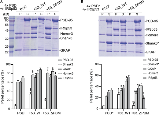 IRSp53-dependent phase separation of the PSD complex. (A) Sedimentation experiments showing the phase separation capability of PSD components when 4× PSD (PSD-95, GKAP, Shank3, and Homer3) was mixed IRSp53 (WT and mutant) at 5 μM. Distributions of each PSD component are quantified and shown as mean ± SD. *, P < 0.05; **, P < 0.01; ***, P < 0.001 using one-way ANOVA with Dunnett’s multiple comparison test. (B) Sedimentation experiments showing the phase separation capability of PSD components when 4× PSD* (PSD-95, GKAP, Shank3_ΔPRM, and Homer3) was mixed with IRSp53 (WT and mutant) at 5 μM. Distributions of each PSD component are quantified and shown as mean ± SD. *, P < 0.05; **, P < 0.01; ***, P < 0.001; ****, P < 0.0001 using one-way ANOVA with Dunnett’s multiple comparison test. Source data are available for this figure: SourceData FS3. Refer to the image caption for details.