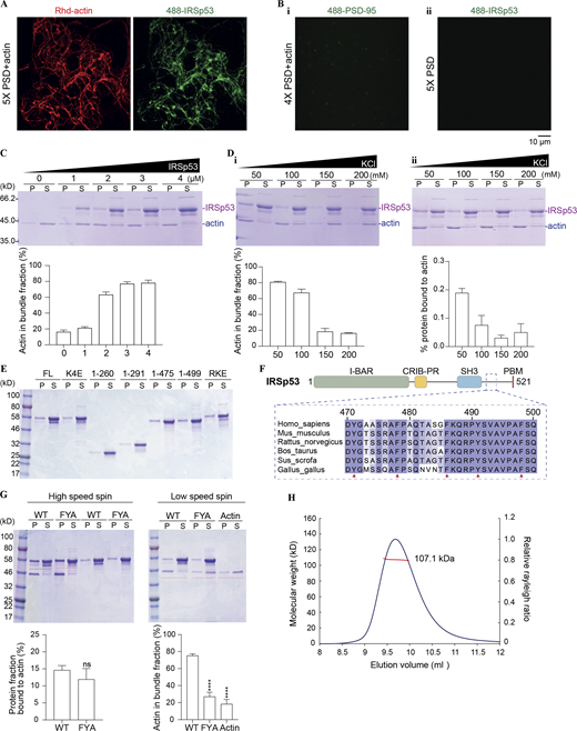 IRSp53 binds to actin via charged interactions, and its bundling activity requires hydrophobic interactions. (A and B) PSD complexes bundle actin filaments via IRSp53. Representative fluorescence images showing that 4× PSD complex with WT IRSp53 significantly promotes actin bundling (A), whereas the mixture without IRSp53 could not (Bi). The mixture of 4× PSD with IRSp53 will not undergo LLPS in the absence of G-actin (Bii). Each PSD component was at 0.5 μM, and actin was at 1 μM. (C) Effect of increasing protein concentration on the actin bundling activity of IRSp53. 1 μM G-actin was incubated with IRSp53 at indicated concentrations for 1 h at room temperature before centrifugation at 10,000 g. Amount of actin in the pellet fraction is quantified from three independent batches of experiments. Error bar indicates ± SD. (D) Effect of increasing KCl concentration on the actin bundling (i) and binding (ii) activities of IRSp53. 1 μM actin was incubated with 4 μM of IRSp53, in the presence of indicated amount of salt in the assay buffer, for 1 h at room temperature before centrifugation at 10,000 g (i) or 100,000 g (ii). Amount of actin (i) or actin-bound protein (ii) in the pellet fraction is quantified from three independent batches of experiments. Error bar indicates ± SD. (E) SDS-PAGE showing some IRSp53 protein present in the pellet fraction during the process of ultracentrifugation, in the absence of G-actin. This portion of non–actin-induced sedimentation was subtracted for correction. Note that the pellet, obtained after ultracentrifugation, was resuspended in one quarter of the initial mixture volume for concentration. (F) Multiple sequence alignment of residues 470–500 of IRSp53 from different mammalian species showing the conservation of several aromatic residues (Phe and Tyr highlighted by red arrows) throughout evolution. These residues were subjected to mutation to Ala to eliminate potential hydrophobic interactions, and the mutant was referred to as IRSp53_FYA. (G) SDS-PAGE showing that the FYA mutation in IRSp53 significantly diminished actin bundle formation (right panels) but barely interfered with its actin-binding ability (left panels). 1 μM actin was mixed with 4 μM of IRSp53 constructs. Note that the pellet, obtained after ultracentrifugation (at 100,000 g), was resuspended in one quarter of the initial mixture volume for concentration. The amount of protein sedimented independent of actin filaments (last four rows on SDS-PAGE on LHS) was subtracted for correction. The corrected pellet ratio of protein was further divided by the pellet ratio of F-actin for normalization. The amount of actin in the pellet fraction obtained after low-speed centrifugation (at 10,000 g), which represents the bundled actin filaments, was quantified. All data are obtained from three independent batches of experiments. Quantification is presented as mean ± SD. ****, P < 0.0001 using unpaired t test (protein fraction bound to actin) or one-way ANOVA with Dunnett’s multiple comparison test (actin in bundle fraction). (H) miniDawn analysis showing that the FYA mutation does not affect IRSp53 dimerization in solution. Superose 12 10/300 column was used for size-exclusion chromatography. Calculated MW of IRSp53_FYA is 57.0 kD. Analysis was performed at 100 μM protein concentration. Source data are available for this figure: SourceData FS4. Refer to the image caption for details.