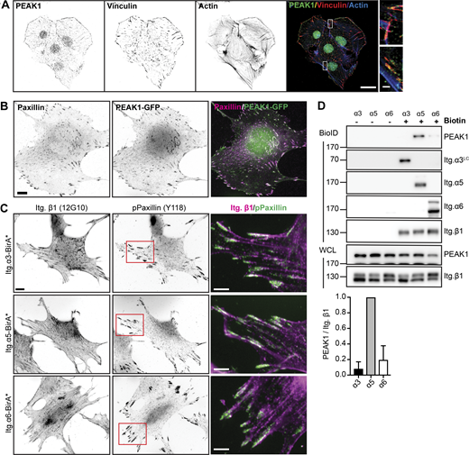 PEAK1 interacts with integrin α5β1. (A) Immunofluorescence analysis of PEAK1 (green in merge), vinculin (red in merge), and actin (blue in merge) in GE11 cells expressing β1-BirA*. Nuclear localization of PEAK1 is not specific. Scale bar, 20 µm; in magnified region, 2 µm. (B) Overexpression of PEAK1 in GE11 Tet-ON integrin β1 cells treated with 1 μg/ml doxycycline for 48 h to induce β1 expression. Scale bar, 20 μm. (C) Integrin α3-, α5-, or α6-BirA* was expressed in GE11 cells that stably express β1. Subcellular distribution of (active) β1 (12G10 antibody; magenta in merge) together with Paxillin (Y118) is shown. Scale bar, 10 μm; scale bar in magnified regions, 5 µm. (D) Representative Western blots of the BioID assays performed using the GE11/β1 cells expressing the integrin α3-, α5-, or α6-BirA* shown in C. Cells were grown to subconfluence in plastic tissue culture plates and treated with 50 μM biotin for 24 h before cell lysis. Quantifications of PEAK1 signal intensities normalized to integrin β1 levels are shown (n = 3; bars show mean with SD). Source data are available for this figure: SourceData F2.