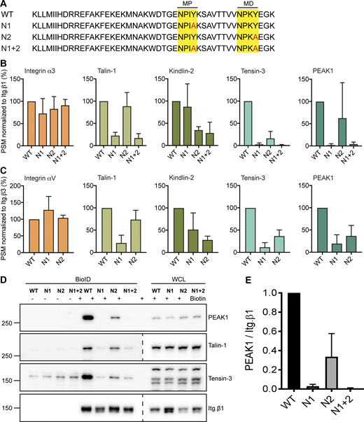 Integrin β1 and β3 MP-NPxY motif required for interaction with PEAK1. (A) Amino acid sequence of integrin β1 cytoplasmic domain and β1 mutants that contain Y>A mutations in the MP and/or MD NPxY motifs. (B and C) Peptide spectral match (PSM) values of selected proximity interactors of β1 (B) and β3 (C) WT and NPxY/NxxY mutants as analyzed by MS. PSM values are normalized to the PSM values of the integrin-BirA* fusion protein (n = 3; bars show mean with SD). (D) Validation by Western blot of the experiments shown in B and C. WCL, whole-cell lysate. (E). Quantifications of PEAK1 signal intensities normalized to integrin β1 levels are shown (n = 3; bars show mean with SD). Source data are available for this figure: SourceData F3.