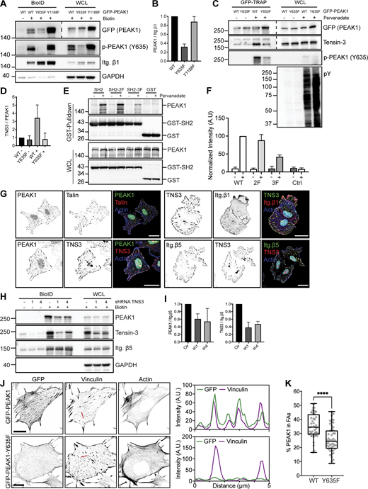 Tensin3 binds to p-Y635 PEAK1. (A) Integrin β1-BirA* and GFP-PEAK1 WT or Y635F/Y1188F mutants were expressed in PEAK1-deficient GE11 cells. Representative Western blots of BioID assays are shown. (B) Quantifications of PEAK1 signal intensities normalized to integrin β1 levels are shown (n = 3; bars show mean with SD). (C) GFP-PEAK1 WT and Y635F mutant were expressed in PEAK1-deficient SW480 cells. Cells were serum starved overnight and then treated with pervanadate for 10 min before cell lysis. Representative Western blots are shown of GFP-TRAP experiments. WCL, whole-cell lysate. (D) Quantification of Tensin3 signal intensities normalized to PEAK1 (GFP) levels are shown (n = 3; bars show mean with SD). (E) COS-7 cells transiently transfected with GST and GST-SH2 constructs together with a plasmid expressing HA-tagged full-length PEAK1 were treated with or without pervanadate for 10 min. Cell lysates derived from these transfected cells were subjected to a GST pull-down assay with glutathione-Sepharose (GE Healthcare). WCLs and the pulled-down proteins were analyzed by Western blotting with antibodies against PEAK1 (D4G6J) and GST (2F3). (F) Quantification of Tensin3 signal intensities normalized to those of GST are shown (n = 3; bars show mean with SD). (G) Colocalization of PEAK1, Talin, Tensin3, and integrin β1 and β5 (shown in green or red in merge) in U251MG cells seeded on glass coverslips and cultured in medium supplemented with 10% FCS. Actin cytoskeleton (blue) and nuclei (cyan) are visualized. Scale bar, 20 μm. (H) Representative Western blots of BioID assays performed using integrin β5–deficient U251MG cells expressing β5-BirA*, in which Tensin3 was depleted by two different shRNAs (1 and 4). Cells were treated with 50 μM biotin 24 h before cell lysis. (I) Quantifications of PEAK1 and Tensin3 signal intensities normalized to integrin β5 levels are shown (n = 3; bars show mean with SD) in I. (J) Colocalization of vinculin and GFP-PEAK1 WT versus Y635F in PEAK1-deficient GE11 tet-ON integrin β1 cells treated with 1 μg/ml doxycycline for 48 h to induce β1 expression. Scale bar, 10 μm. (K) Quantifications of colocalization of FAs and PEAK1 (calculated as a percentage of total PEAK1) of immunofluorescence images as shown in K. FAs were stained with vinculin or pY. n = 3; total number of cells analyzed: 47 (WT); 53 (Y635F). Box plots range from the 25th to 75th percentile; central line indicates the median; whiskers show smallest to largest value. Mann–Whitney U test was performed to determine statistical significance. ****, P < 0.0001. Source data are available for this figure: SourceData F4.
