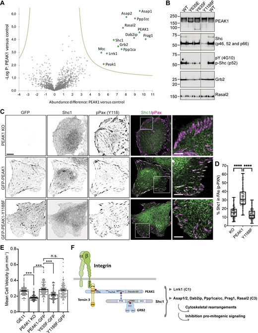 PEAK1 recruits Shc1 to FAs. (A) GFP-PEAK1 was expressed in PEAK1-deficient GE11 cells to perform GFP-TRAP experiments followed by MS analysis of binding partners. Volcano plot shows proteins enriched in PEAK1-GFP over control (PEAK1 knockout cells) samples. The logarithmic ratio of protein LFQs were plotted against negative logarithmic P values of a two-sided two-sample t test. The hyperbolic curve separates significantly enriched proteins (indicated in green) from common binders (FDR: 0.05, n = 4). (B) GFP-PEAK1 WT or Y635E/Y635F/Y1188F mutants were expressed in PEAK1-deficient GE11 cells. Representative Western blots of GFP-TRAP experiments are shown. (C) Colocalization of GFP-PEAK1, Shc1 (green in merge), and Paxillin (magenta in merge) in PEAK1-deficient versus GFP-PEAK1 WT or Y1188F mutant–expressing GE11 cells. Scale bar, 10 μm; in magnified regions, 5 µm. (D) Quantifications of colocalization of Shc1 and phospho-Y118 Paxillin (calculated as a percentage of total Shc1) of immunofluorescence images as shown in C. n = 3, total number of cells analyzed: 52 (KO); 48 (PEAK1); 51 (Y1188F). Box plots range from the 25th to 75th percentile; central line indicates the median; whiskers show smallest to largest value. Mann–Whitney U test was performed to determine statistical significance. ****, P < 0.0001. (E) Migration of GE11 Tet-ON integrin β1 cells (WT or PEAK1-deficient with or without rescue with the indicated PEAK1-GFP constructs) treated with 1 μg/ml doxycycline for 48 h to induce β1 expression on fibronectin-coated plastic was analyzed in overnight videos. Kruskal–Wallis with Dunn’s multiple comparisons test was performed to determine statistical significance; error bars show SEM; ***, P < 0.0001; n = 93 (GE11), 105 (PEAK1 KO), 105 (PEAK1-GFP), 94 (PEAK1-Y635F), 94 (PEAK1-Y1188F) cells. (F) Model of PEAK1 and its binding partners. PEAK1 is connected to integrins by Tensin3, which binds to phospho-Y635 PEAK1 and the integrin β MP-NPxY motif. Shc1 binds phospho-Y1188 PEAK1. PEAK1 also interacts with proteins that were classified in different clusters based on their association rates with Shc1 upon EGF stimulation (Zheng et al., 2013), including the cluster 1 (C1) proteins Grb2 and Lrrk1 and C3 proteins Asap1/2, Dab2ip, Ppp1ca/cc, Prag1, and Rasal2. Source data are available for this figure: SourceData F5. Refer to the image caption for details.