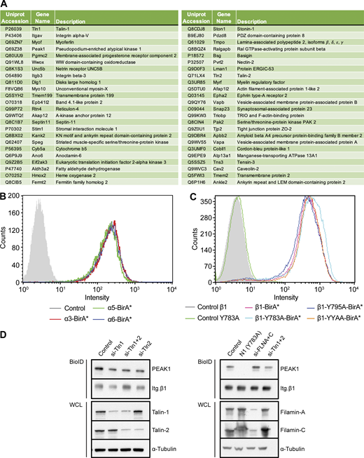 Identification of overlapping proteins in β1- and β3-BioID data sets, expression of integrin subunits and knockdown of integrin NPxY-binding proteins. (A) Table of proteins identified in both the integrin β1-BirA* and integrin β3-BirA* BioID datasets. (B and C) Flow cytometry analyses of Itg. β1 expression in GE11 cells stably expressing the indicated integrin α (B) or mutant β1 (C) subunits with a C-terminal BirA* tag. (D) Western blots of BioID assays performed using GE11/β1-BirA* cells transfected with siRNAs against Talin1/2 or Filamin A/C 72 h before cell lysis. All samples were treated with 50 μM biotin 24 h before cell lysis. WCL, whole-cell lysate. Source data are available for this figure: SourceData FS1. Refer to the image caption for details.