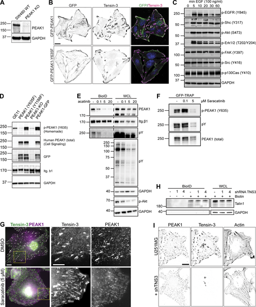 Biochemical and immunofluorescent analysis of Tensin3-PEAK1 interactions. (A) SW480 WT or PEAK1 KO (generated using CRISPR/Cas9) cells were lysed and analyzed by Western blot for PEAK1 expression. (B) SW480 PEAK1 KO cells stably expressing GFP-PEAK1 or GFP-PEAK1-Y635F cultured overnight on coverslips before fixation and staining for Tensin3; scale bar, 10 µm. (C) GE11 cells expressing GFP-PEAK1 were serum starved for 16 h and treated with 50 ng/ml EGF for the indicated periods of time. Phosphorylation of indicated proteins was analyzed by Western blot. (D) Lysates of GE11 cells (GE11) and PEAK1-deficient GE11 cells (KO) reconstituted with GFP-PEAK1 (WT) or the GFP-PEAK1 mutants (Y635F and Y1188F) were analyzed by Western blot with antibodies against phospho-PEAK1 (Y365; homemade), total PEAK1, GFP, β1 integrin, or GAPDH. (E) Representative Western blots of BioID assays performed using GE11/β1-BirA* cells treated with different concentrations of the Src inhibitor Saracatinib (AZD0530) for 24 h. (F) GFP-PEAK1 was expressed in PEAK1-deficient GE11 cells, and cells were treated with Saracatinib as indicated for 24 h before cell lysis. Subsequently, GFP pull-downs were performed, and PEAK1 Y635 phosphorylation was analyzed by Western blot. (G) U251MG cells spread on fibronectin-coated coverslips overnight with either Saracatinib (5 µM) or an equivalent volume of DMSO were fixed and stained for Tensin3 and PEAK1. Note the absence of PEAK1 from Tensin3 positive adhesion structures in Src inhibited cells. Scale bar, 10 µm. (H) Representative Western blots of BioID assays performed using integrin β5–deficient U251MG cells expressing β5-BirA*, in which Tensin3 was depleted by two different shRNAs (1 and 4). Cells were treated with 50 μM biotin 24 h before cell lysis. WCL, whole-cell lysate. (I) U251MG cells transfected with control or shRNA against TNS3 were fixed and stained for PEAK1 and Tensin3. Note the lack of PEAK1 at cell matrix adhesions in shTNS3 cells. Scale bar, 10 µm. Source data are available for this figure: SourceData FS2.