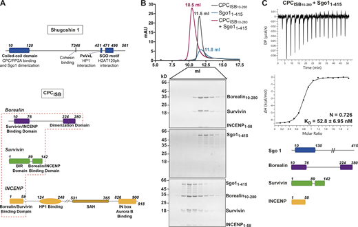 CPC–Sgo1 forms a robust complex in vitro. (A) Schematic diagram depicting the domain architecture of Sgo1 and the Borealin, Survivin, and INCENP subunits of the CPC. CPCISB (INCENP1–58, Survivin full length, and Borealin full length) is highlighted in the red box. (B) SEC profiles and corresponding Coomassie-stained SDS-PAGEs for the analysis of Sgo11–415 (blue) and CPCISB10–280 (INCENP1–58, Survivin, and Borealin10–280; dark gray) complex formation (red). A Superdex S200 10/300 GL (Cytiva) column pre-equilibrated with 25 mM Hepes, pH 8, 250 mM NaCl, 5% glycerol, and 2 mM DTT was used. Elution volumes of peak fractions are indicated above the chromatogram peaks. (C) Isotherms for Sgo11–415 interaction with CPCISB10–280 (40 μl of 50 μM CPCISB10–280 was injected into 200 μl of 5 μM Sgo11–415). The ITC experiment was performed with 16 × 2.5-μl injections (0.5 μl first injection), 180 s apart, at 20°C. Top panel shows the raw ITC data; bottom panel shows the integrated heat data corrected for heat of dilution and fits to a standard 1:1 binding model (Malvern Instruments MicroCal Origin software, v1.3). DP, differential power; mAU, milli absorbance units. Source data are available for this figure: SourceData F1.